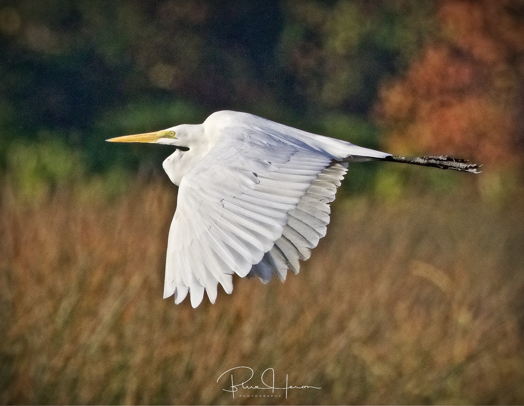 Don't shoot, I am not a turkey said the Great Egret