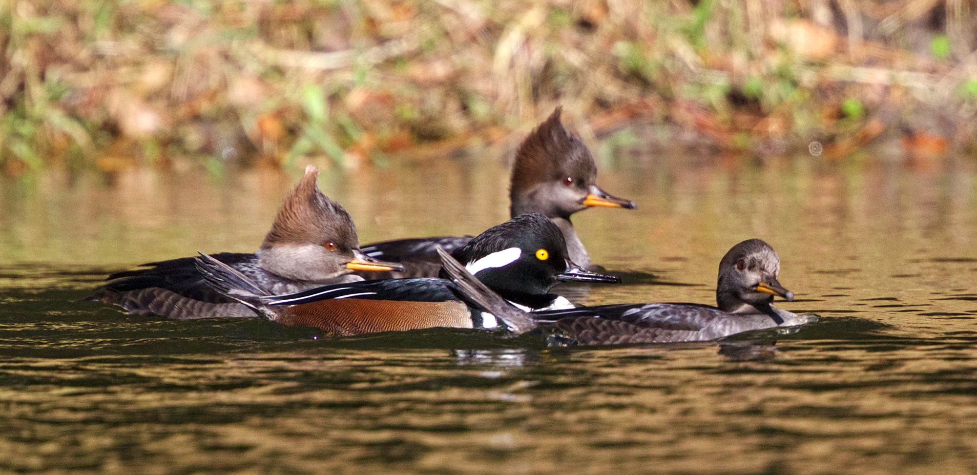 Galz and guyz in the Hood...Hooded Mergansers arrive at the secret Hoodie hangout