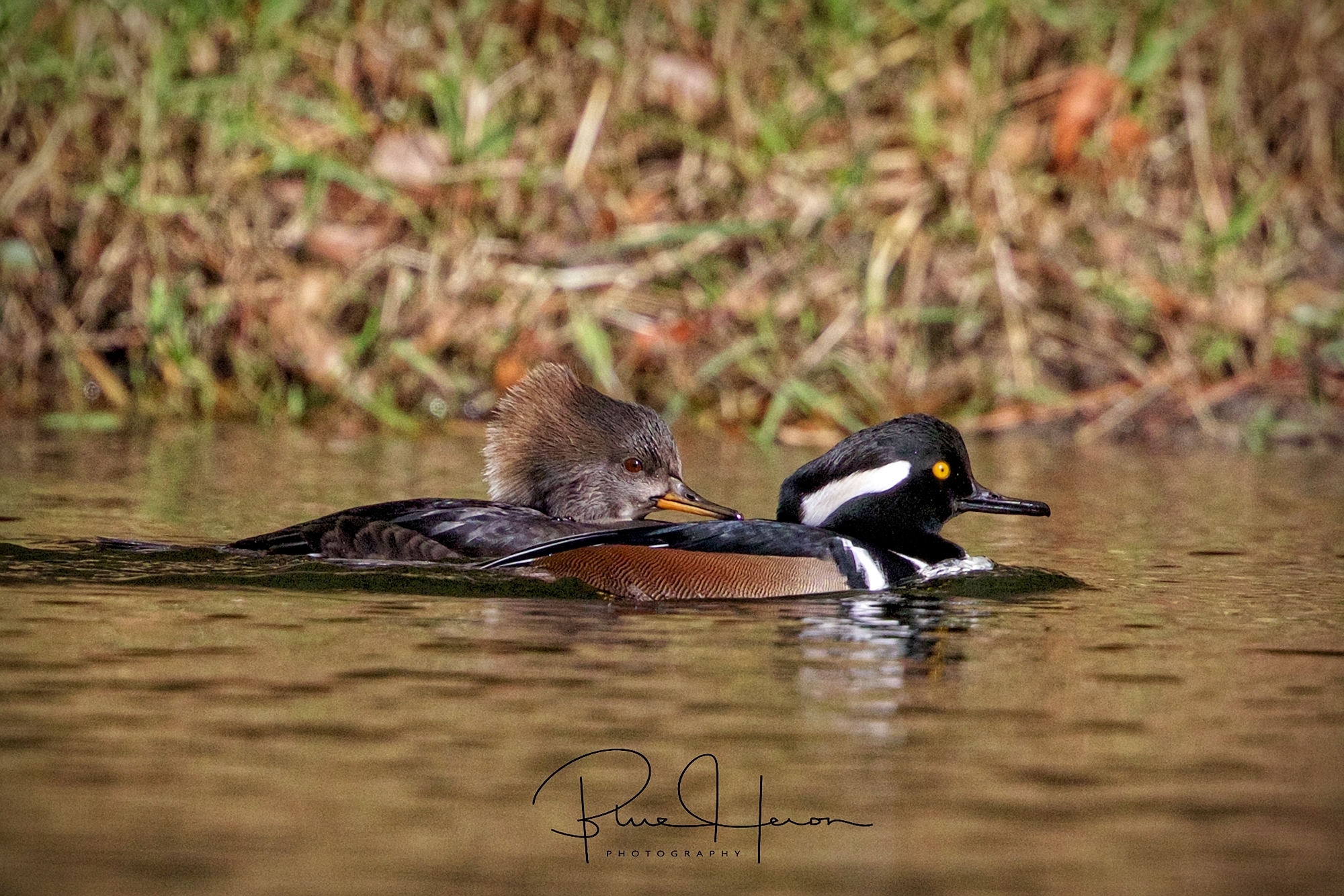 Hooded Merganser couple,,male has the black and white "Hood" feathers