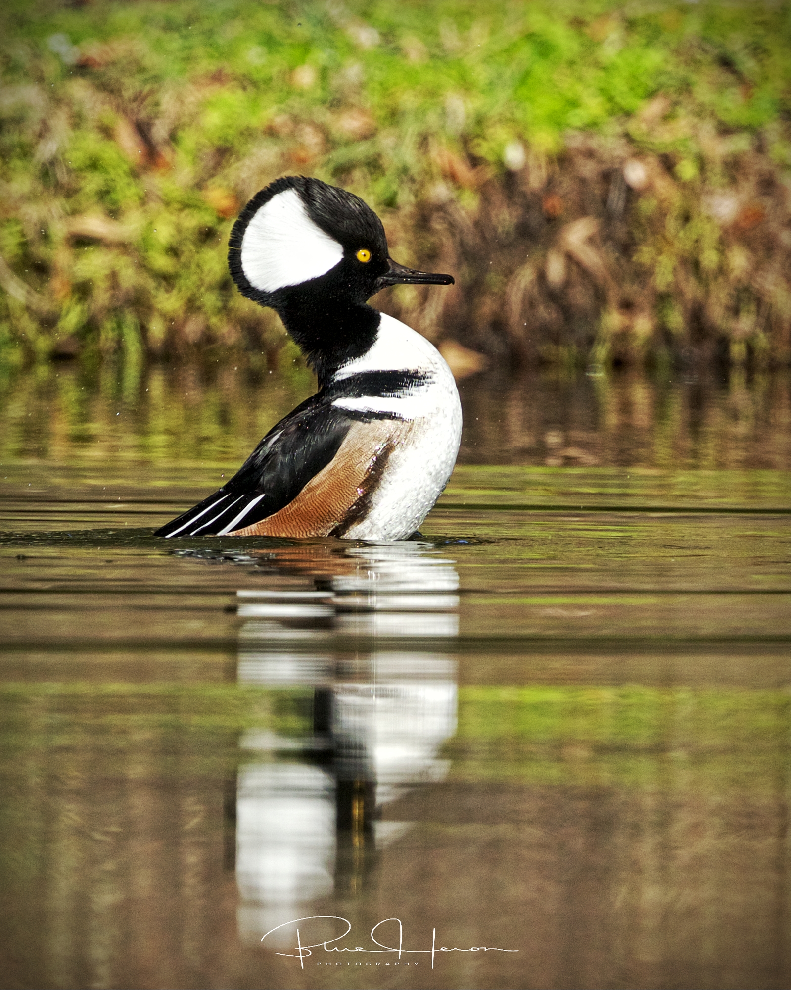 I get a rise shot but no wing flap, Hoodie Winked again!