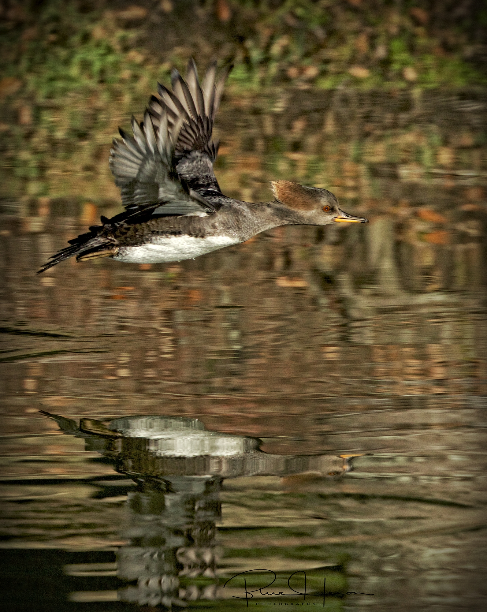 A female Hooded Merganser takes off..