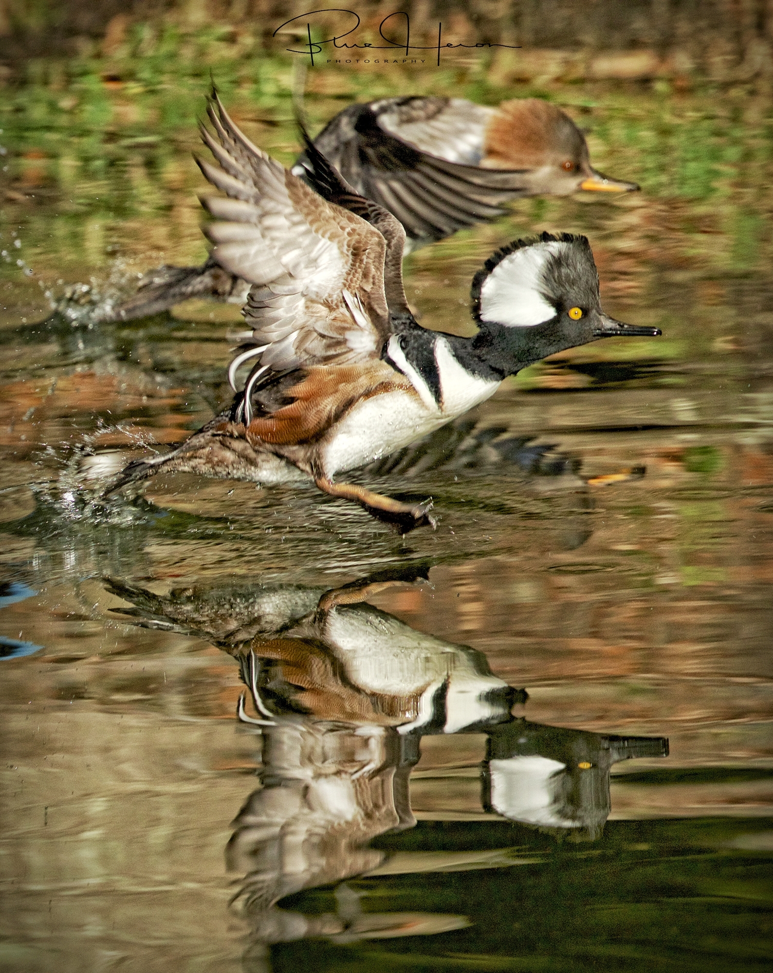 The male Hooded Merganser takes off too..until next time Mr. Hoodie