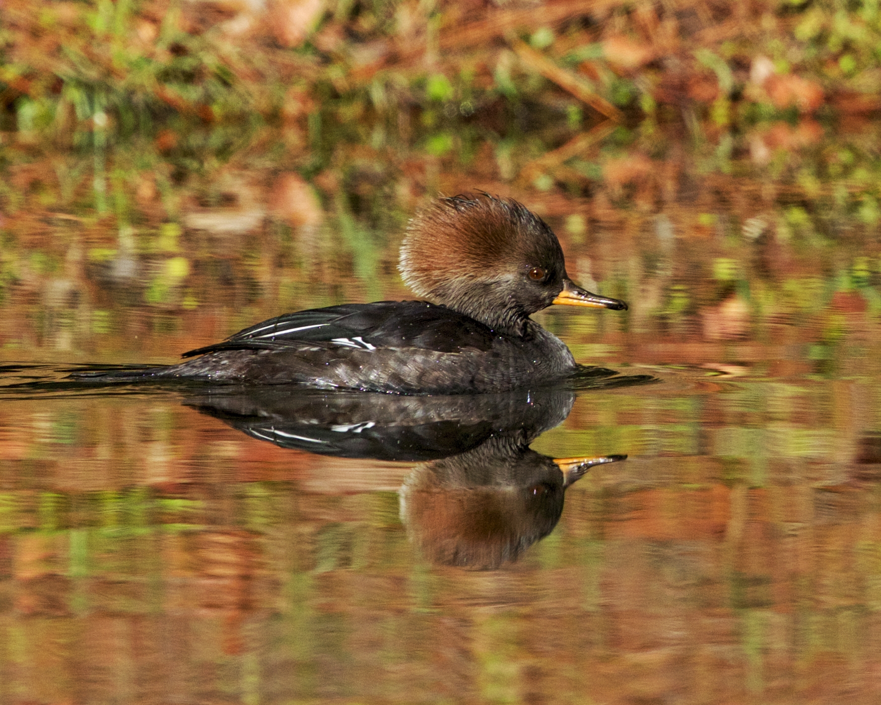 Female Hooded Merganser after seeing Janet the Feather dresser..nice doo..