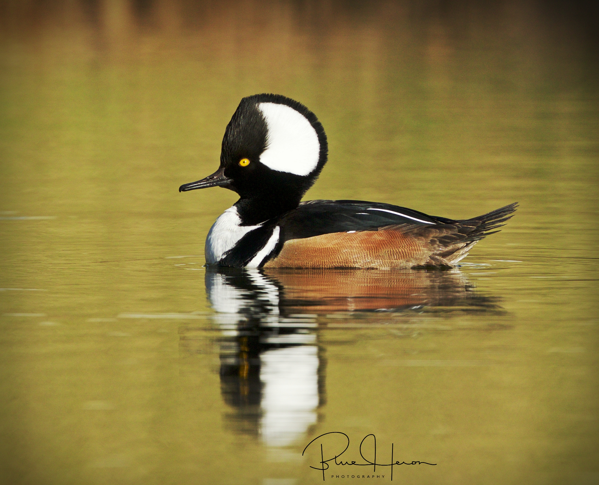 Male Hooded Merganser