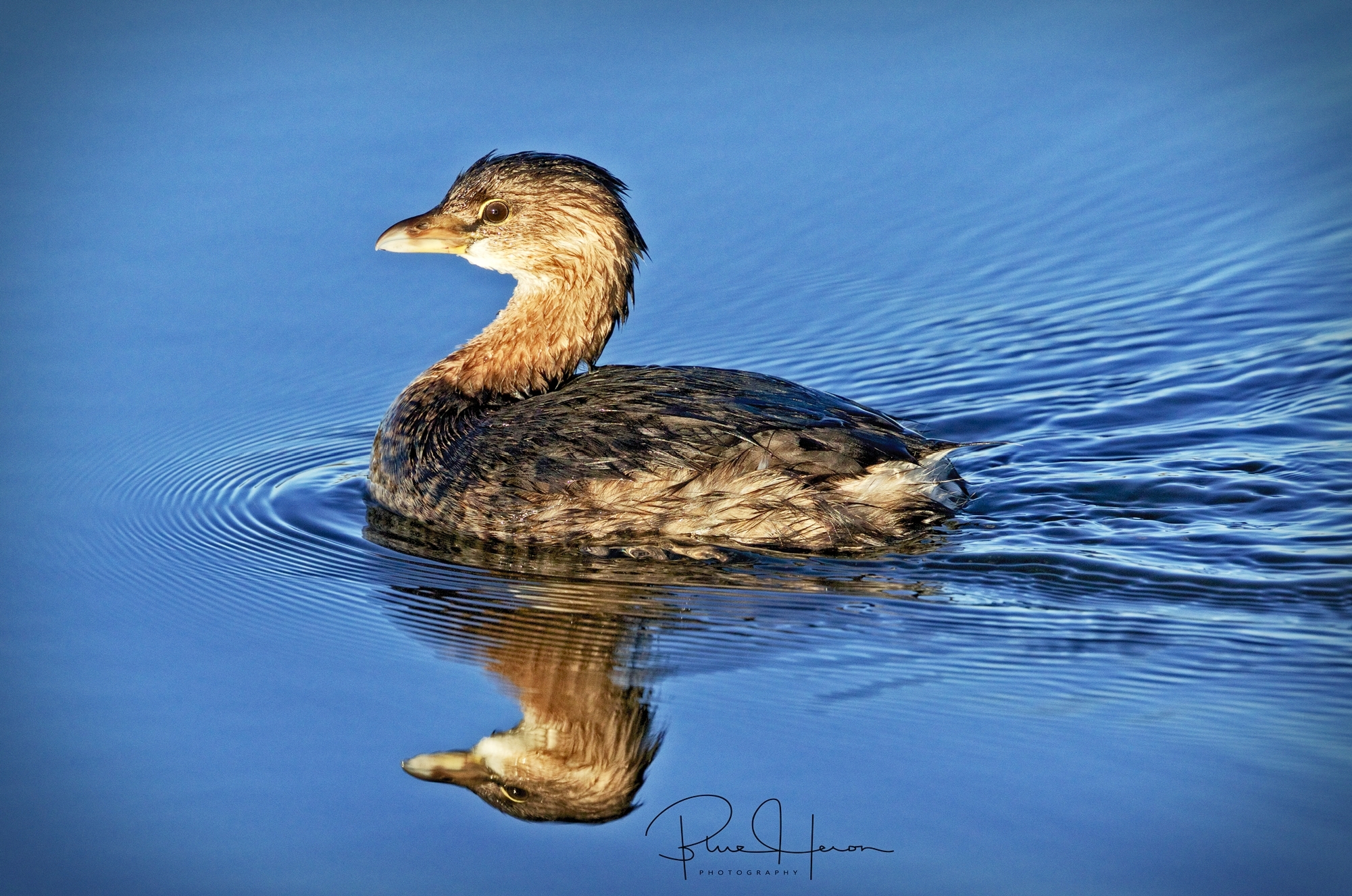 GOOSE GOOSE DUCK: QUEBRARAM O RECORDE DE MAIOR BURRICE