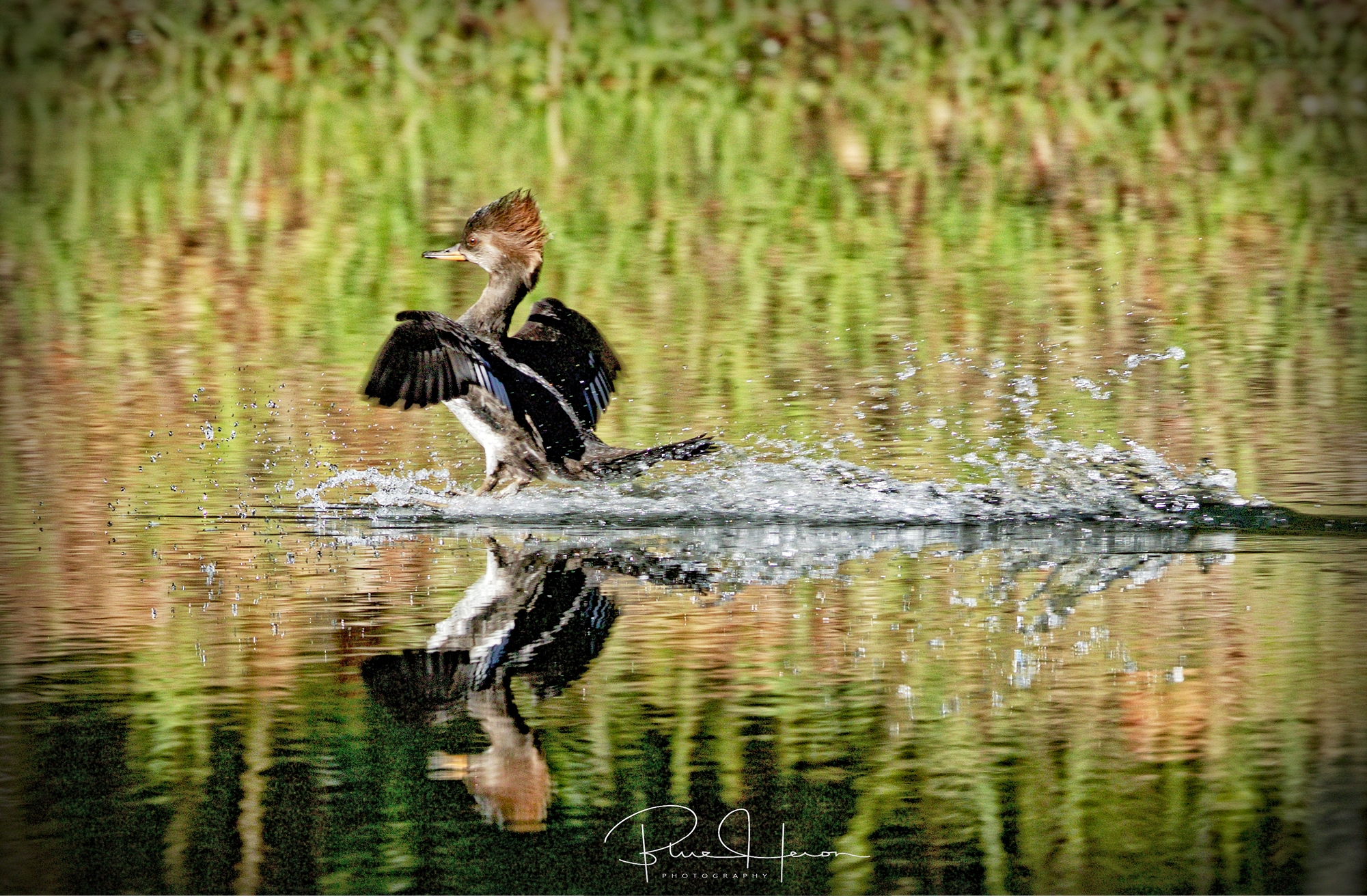 GOOSE GOOSE DUCK: QUEBRARAM O RECORDE DE MAIOR BURRICE