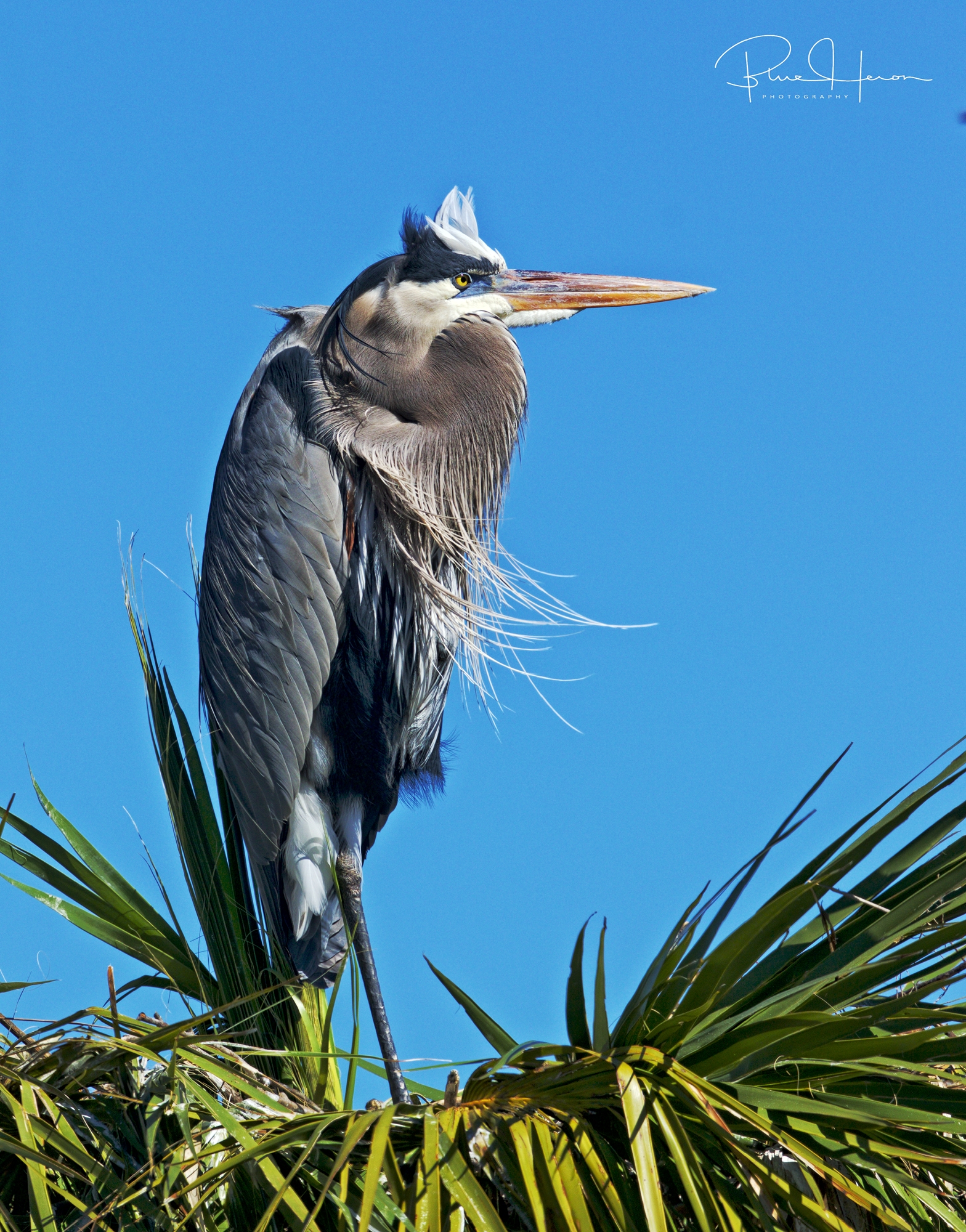 Hope to visit the Great Blue Herons soon. I don't think they want Ratatouille though..