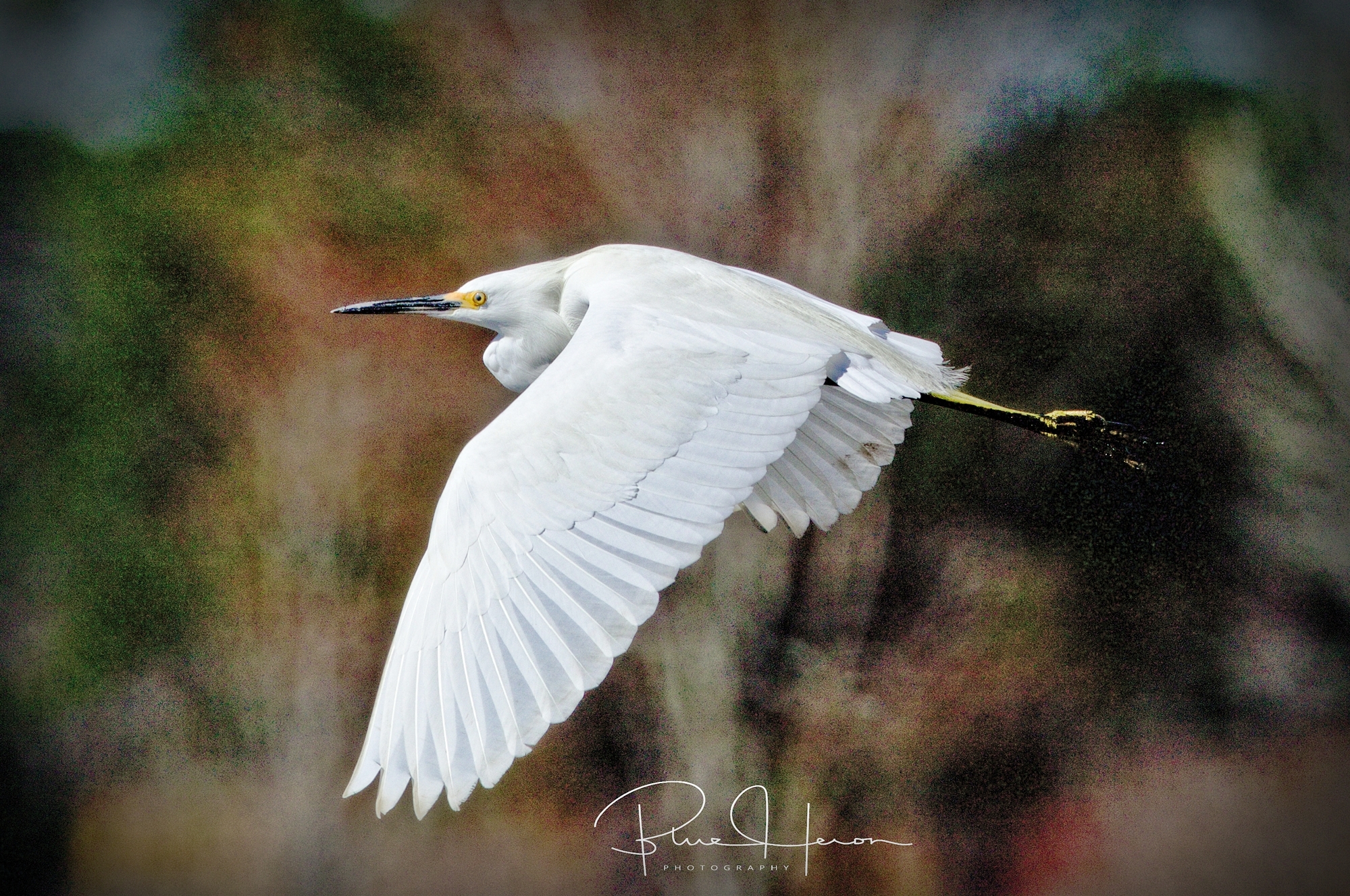 Love the background colors exposed in this one by adjusting the shadow exposure..