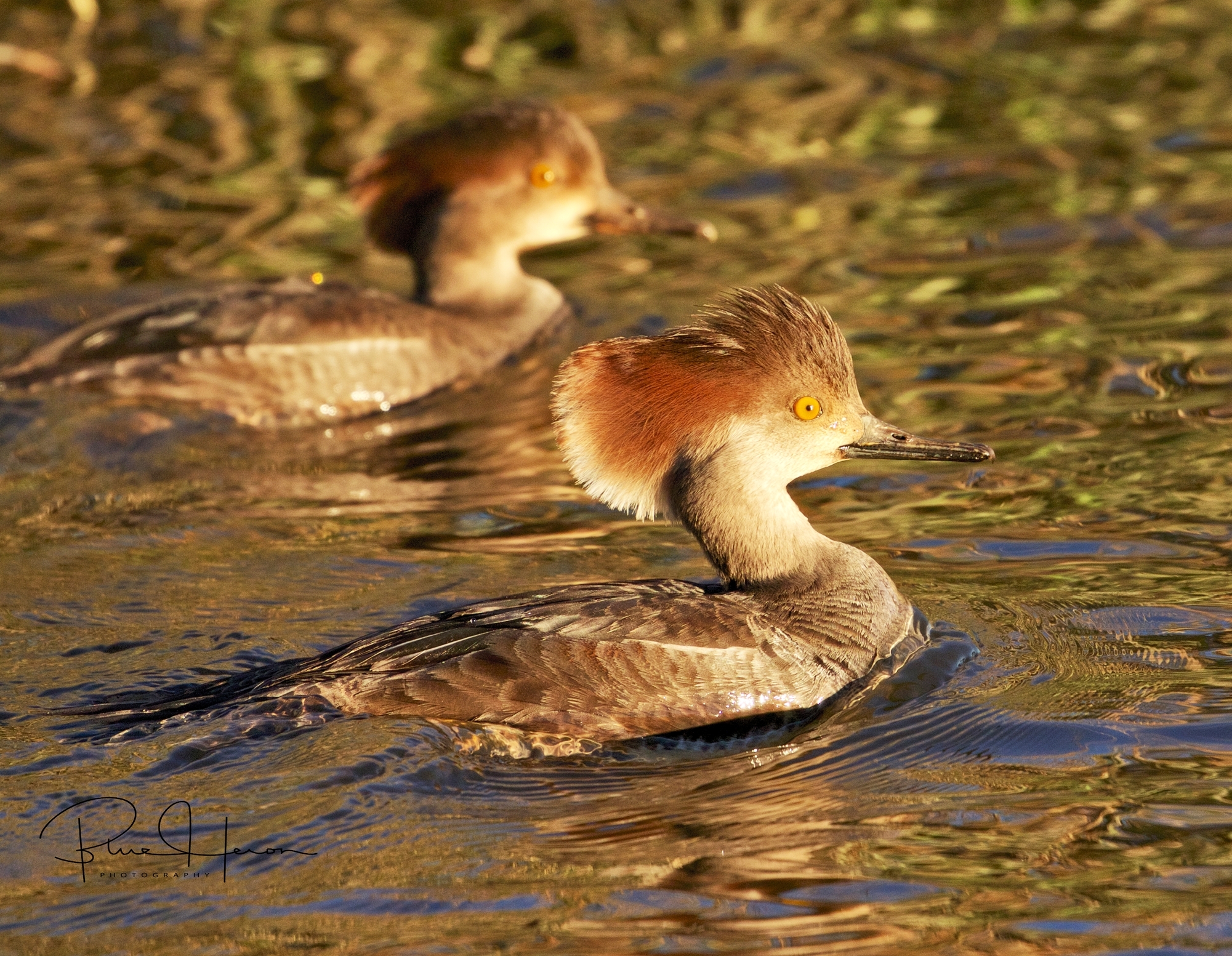 Turns out they are juvenile males, note the yellow eyes, female have dark red eyes..