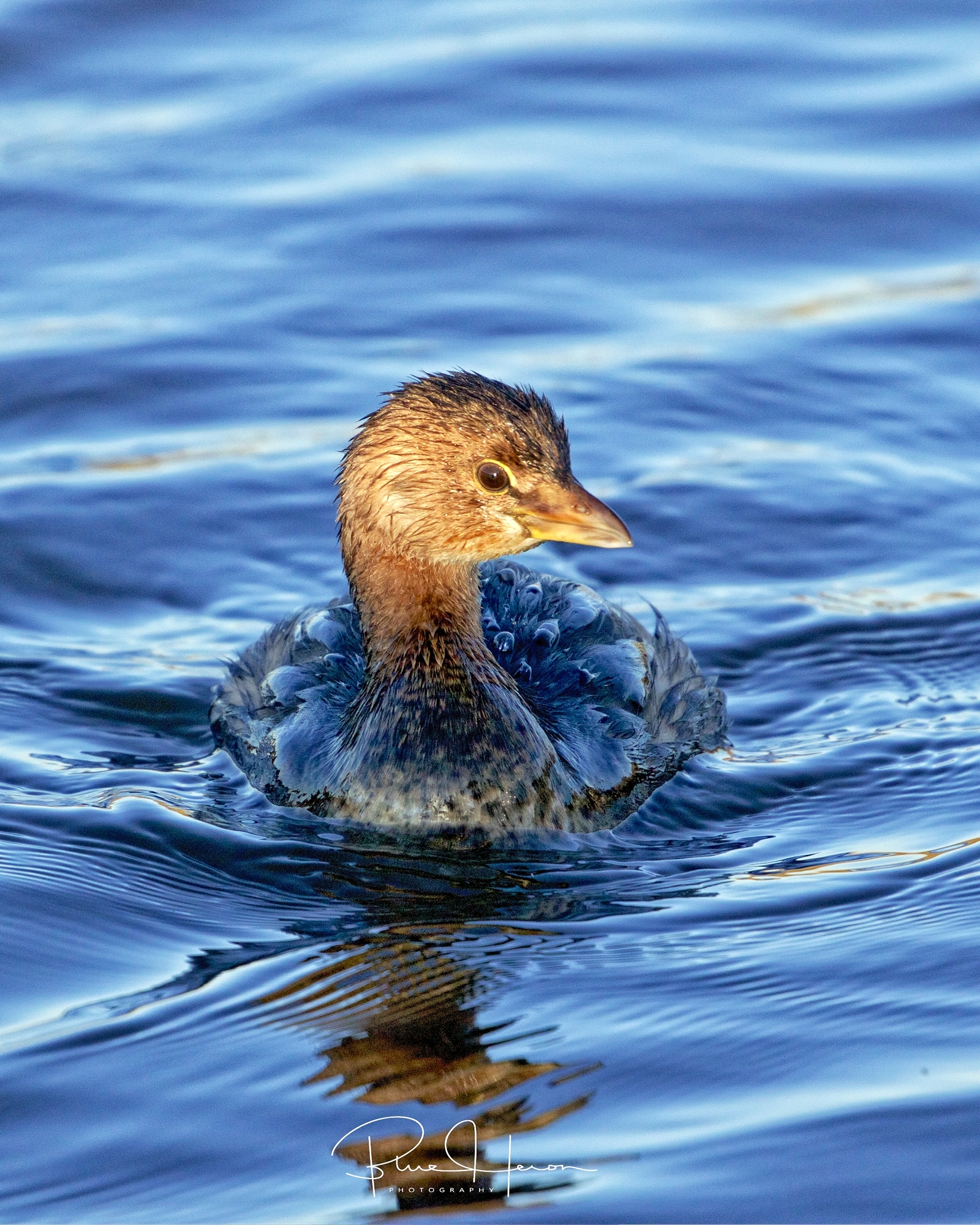 Like water over a ducks back...Pied-billed Grebe in early morning light..