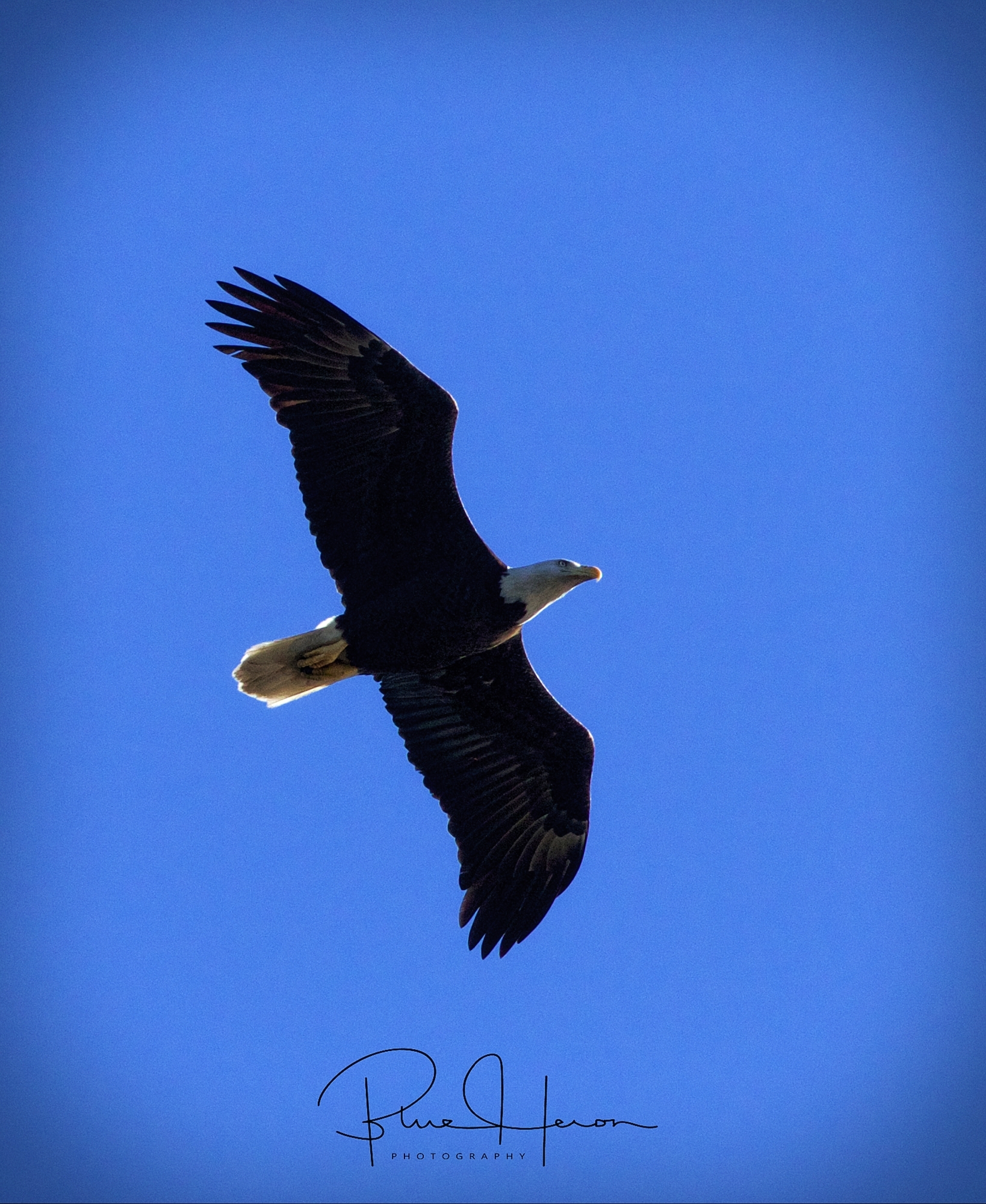 An Eagle soars overhead blocking the sun..