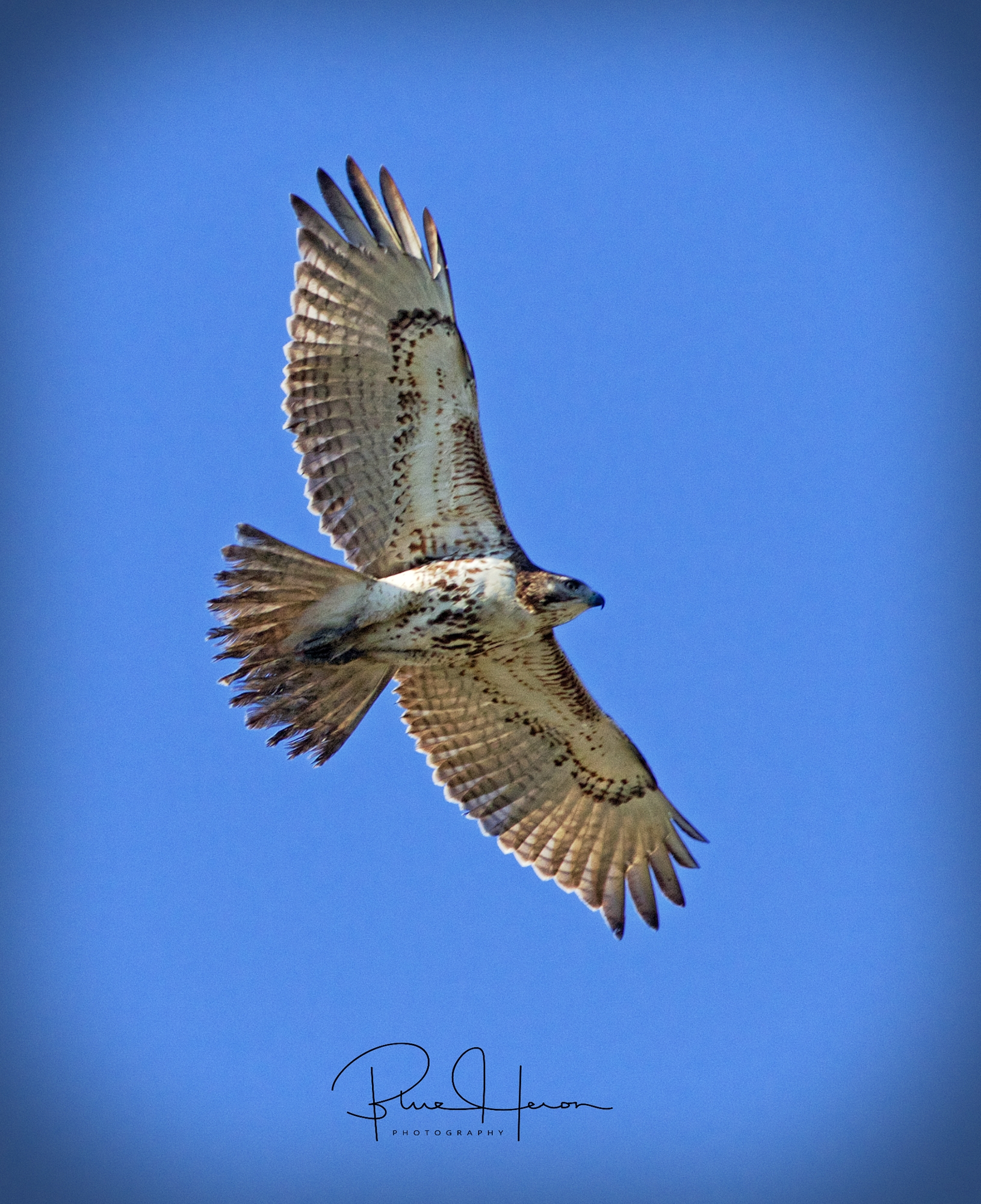 A buteo with its broad curved wings and short wide tail circles the Broward..