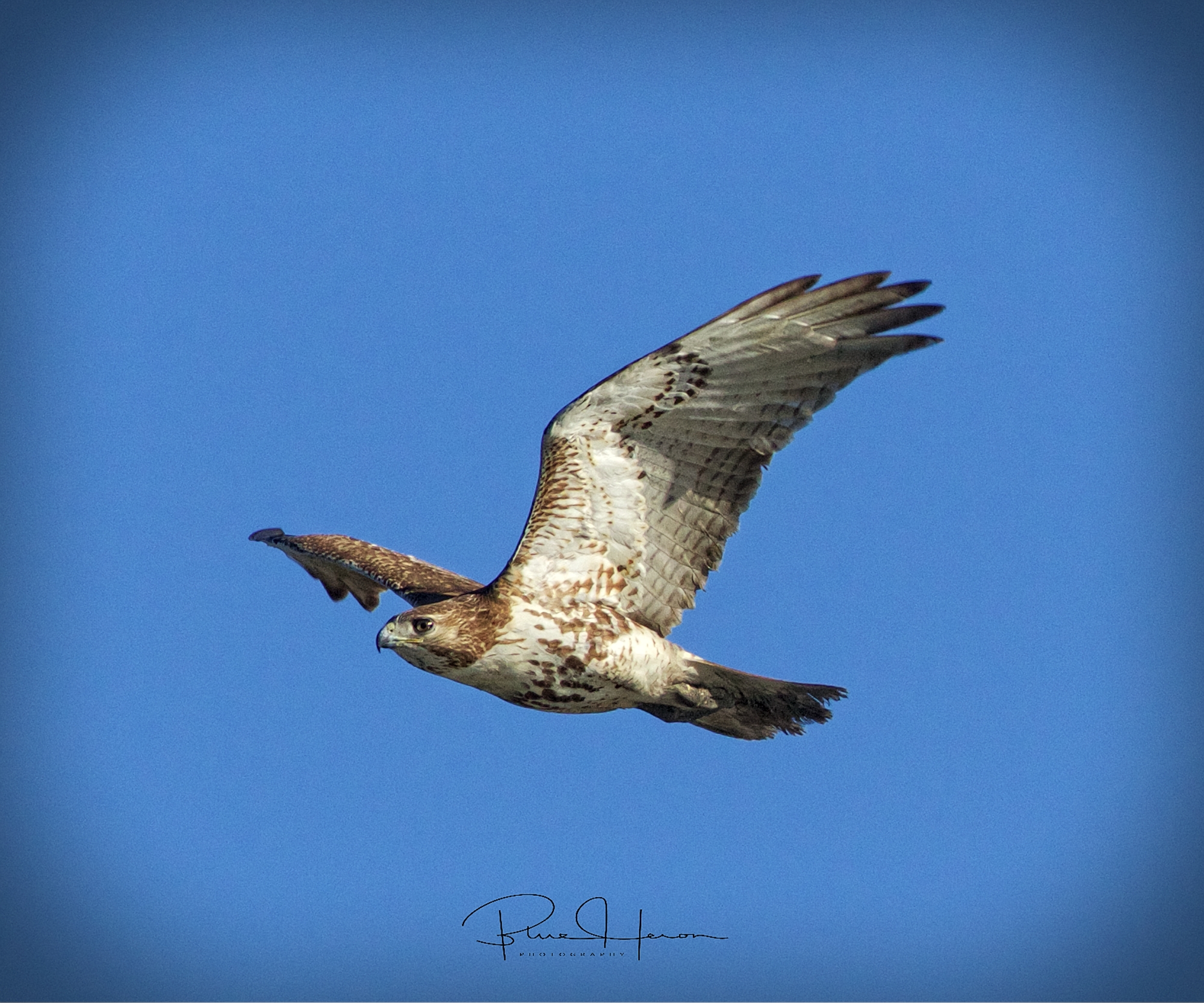 A Red-tailed Hawk searches for prey on this February day..