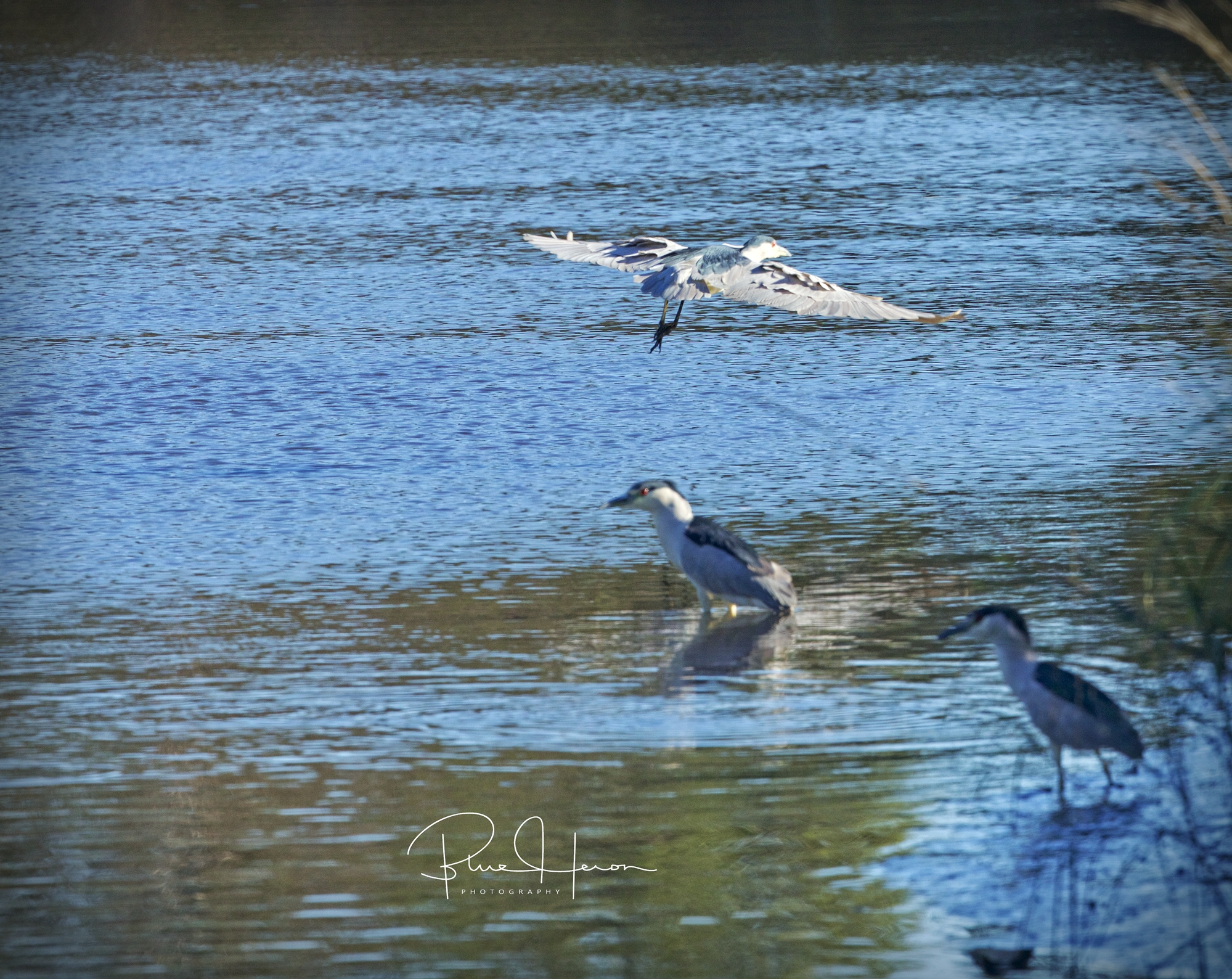 Spooked by the shadow, the Black-crowned Night Heron take flight in fright