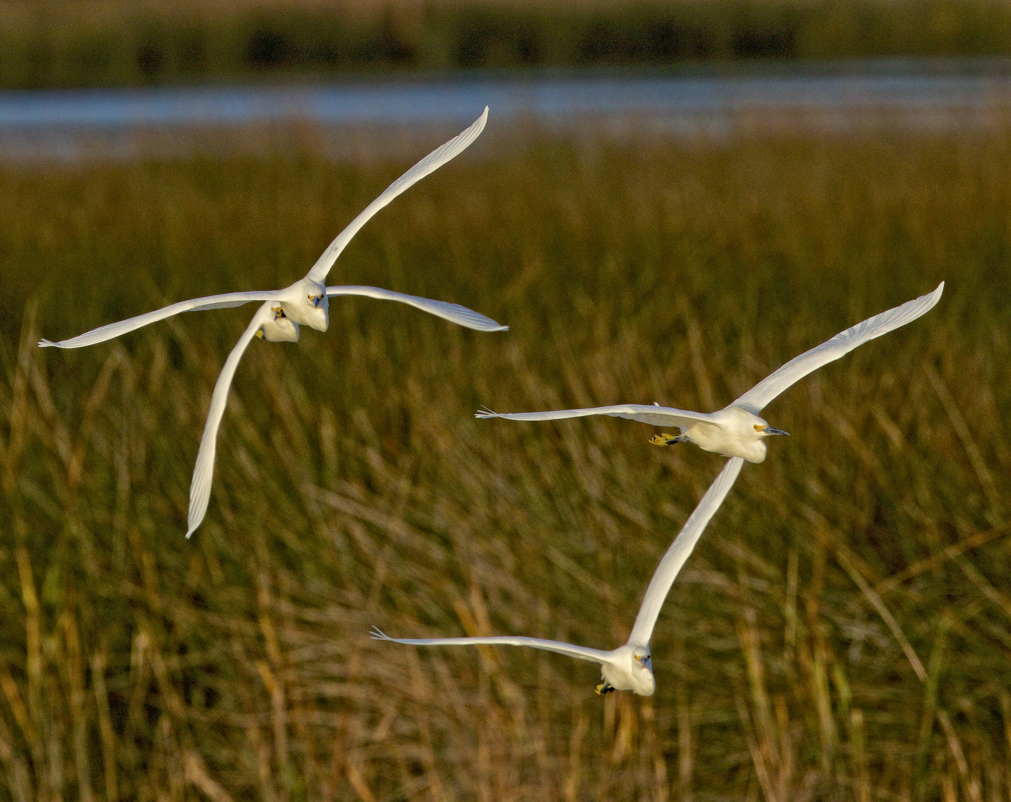 Blinding wings of white rush towards me..