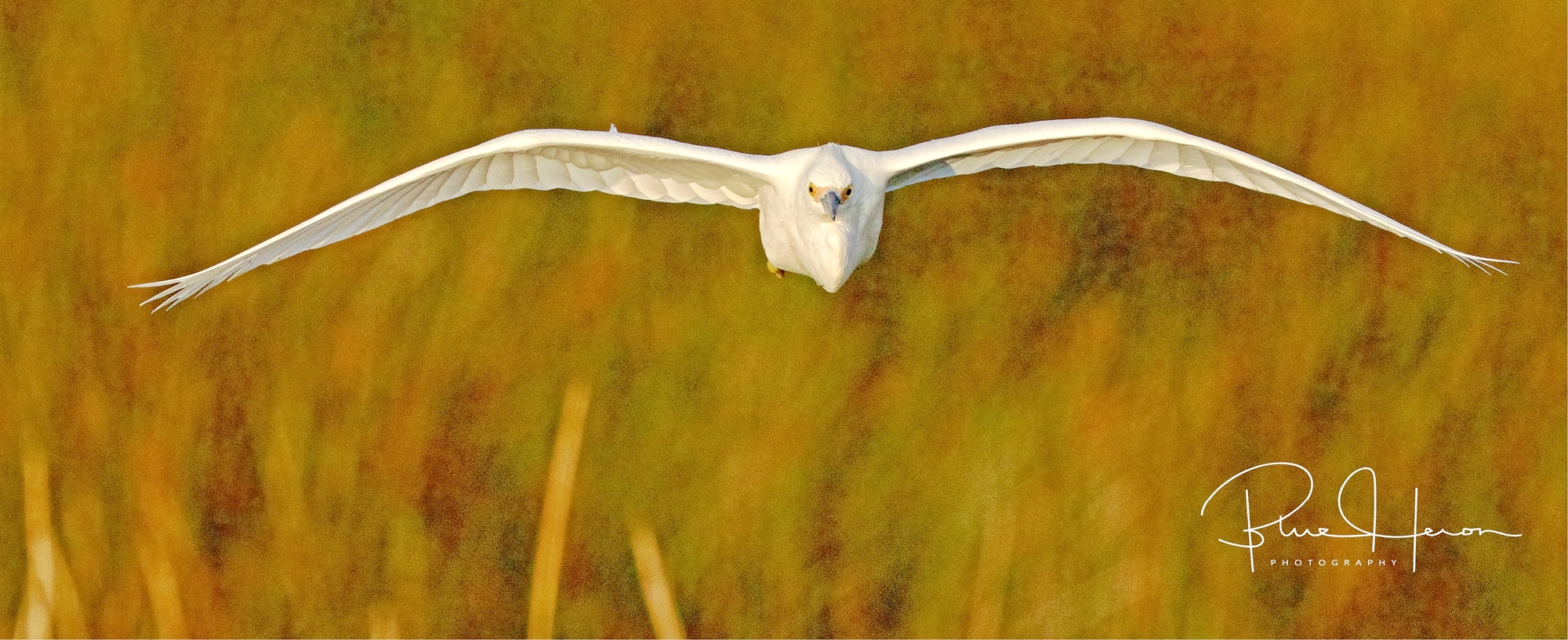 The Snowy Egret heads directly towards me, the danger draws nearer and nearer