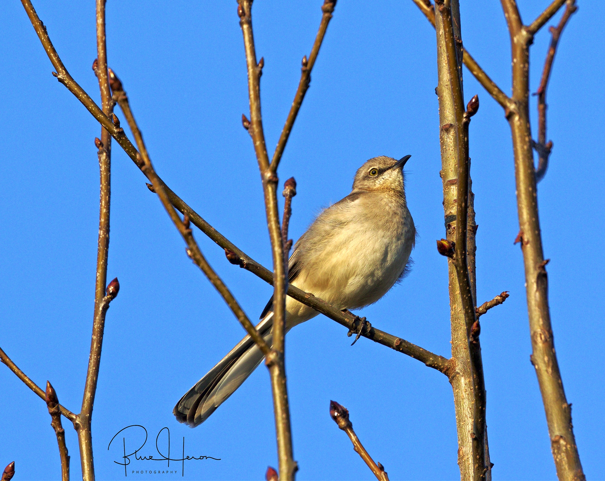 The day started normal. Maple buds and the mocking bird sing of the coming spring...
