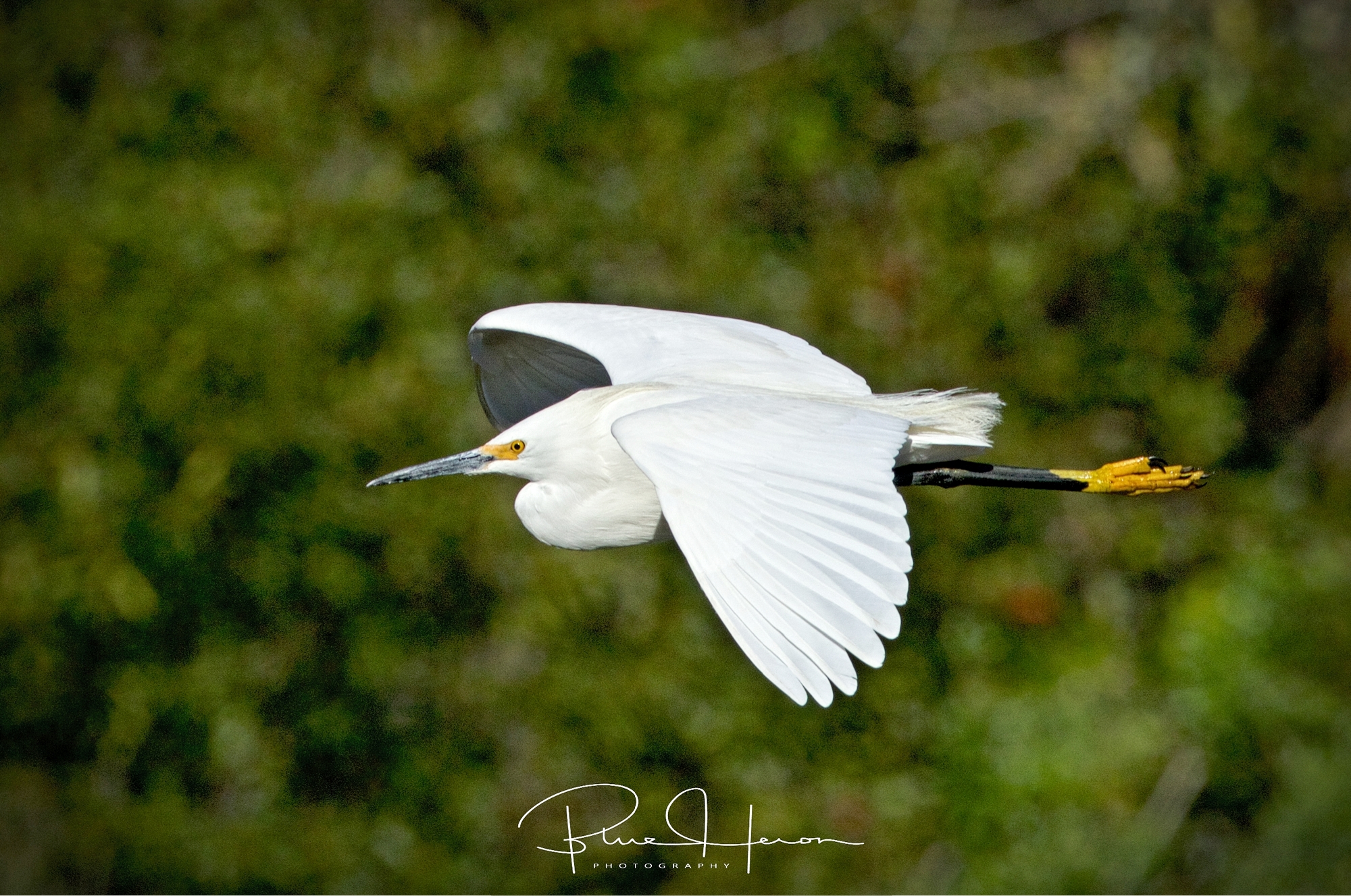I had a Snowy Encounter of the Egret kind..