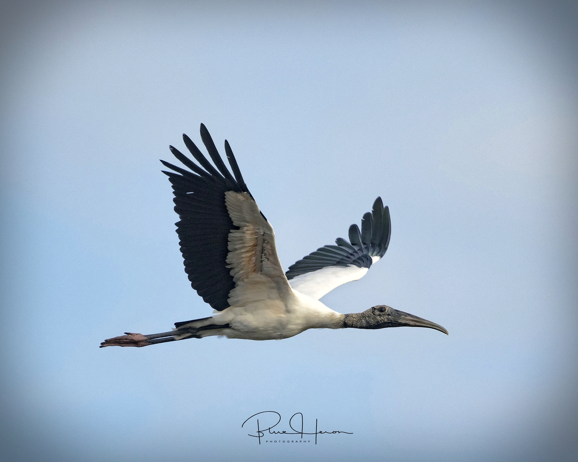 Then things started to get ugly...like this Wood Stork