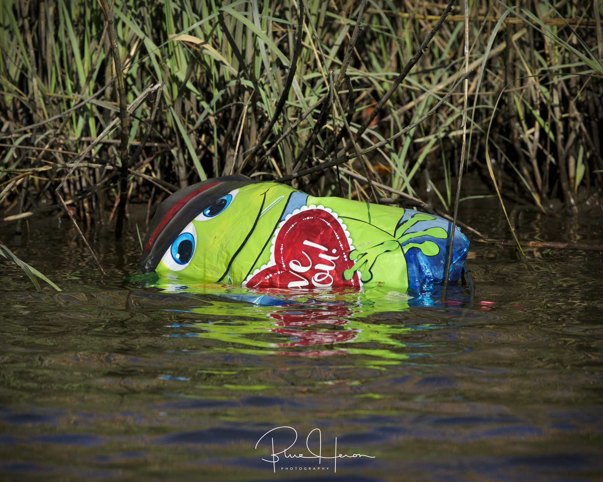 There is was! A grinning green frog like creature...an encounter from outer space? It was a rare Balloon Faced Valentine Frog..