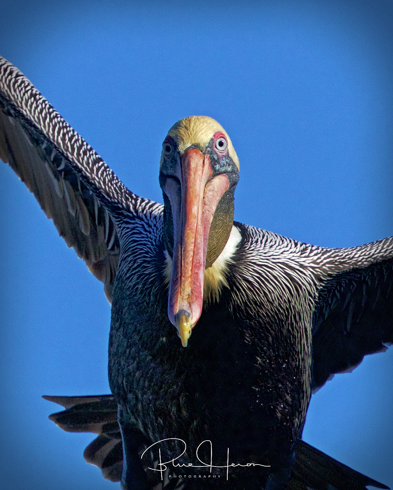 Then a huge prehistoric bird like creature approached..it's steel blue eyes burned into my mind