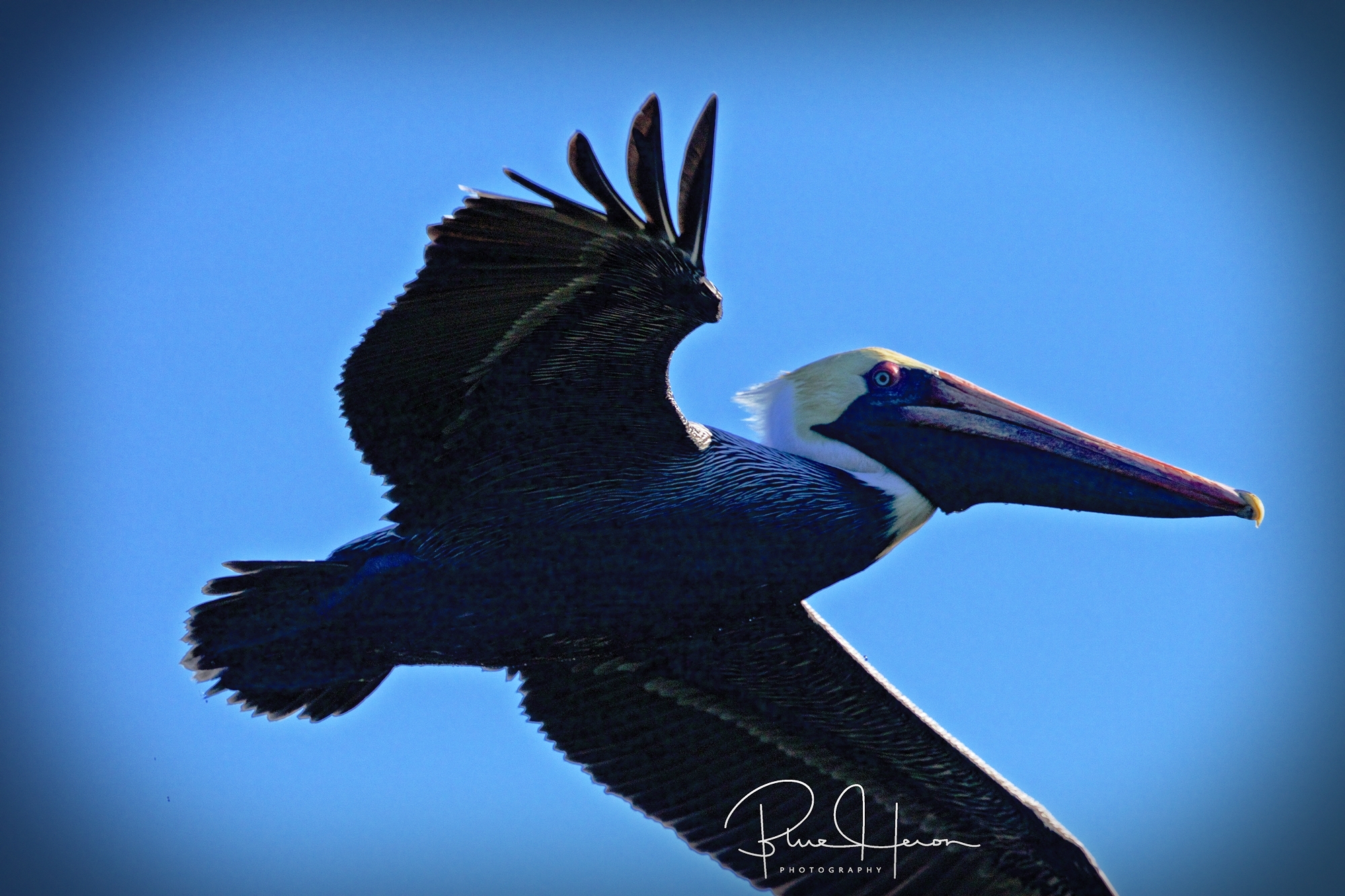 The prehistoric looking bird nearly blew me off the dock as it blocked the sun..