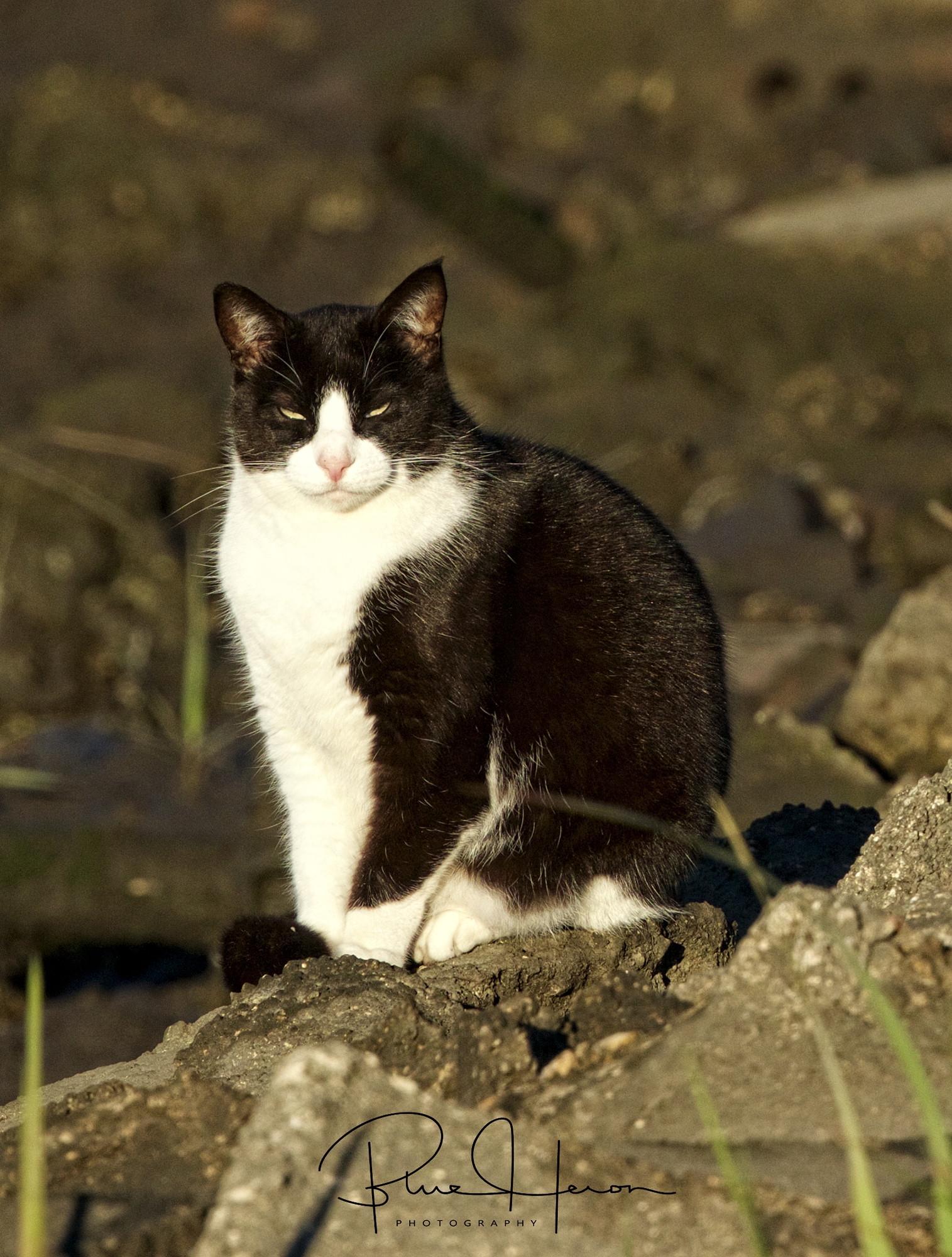 Strange green eyes followed me as I headed for the safety of the house...Catfish or Catbird?