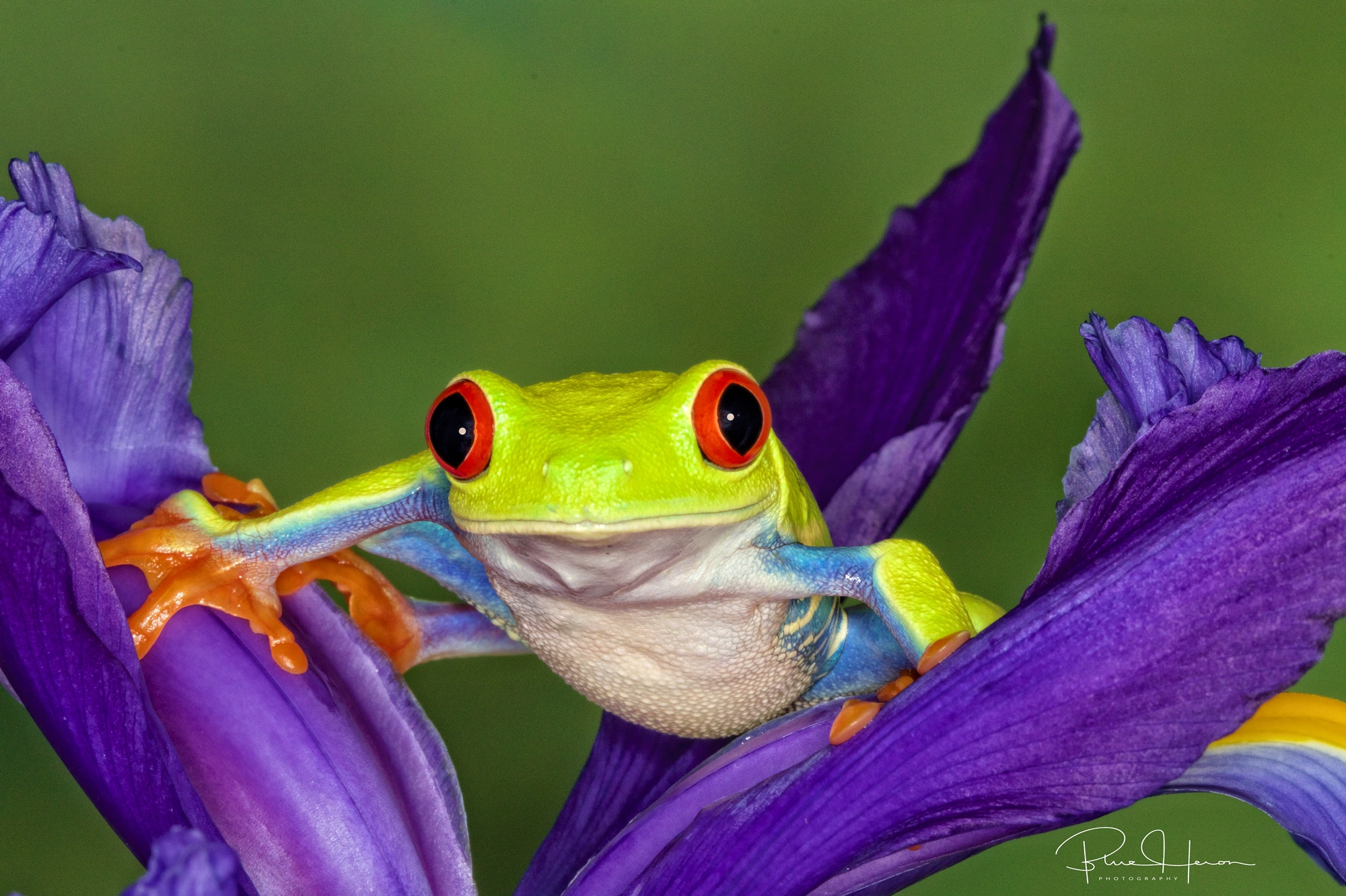 My favorite frog, the Red-Eyed Tree Frog..