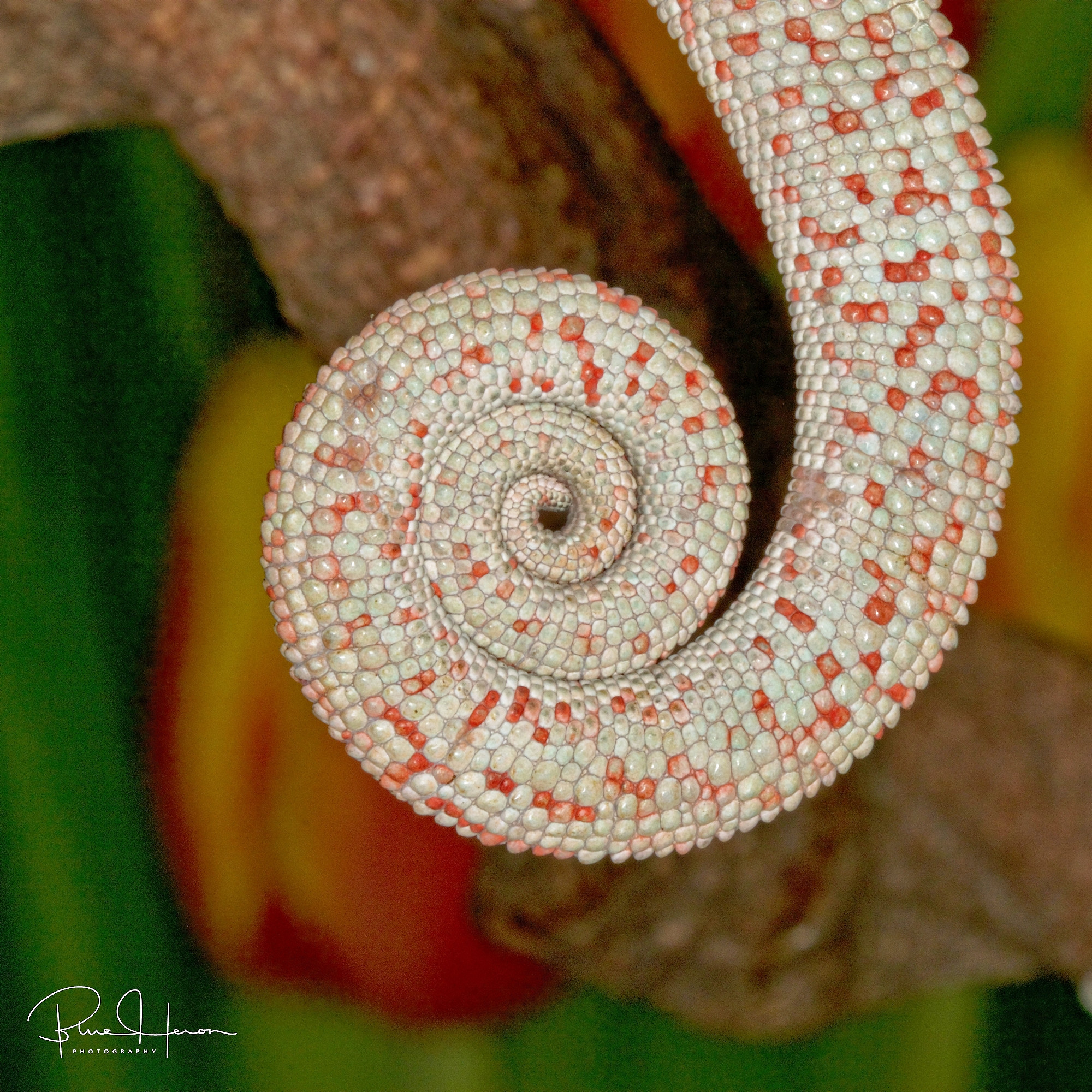 Here is a tale of a tail..chamelion tail that is..
