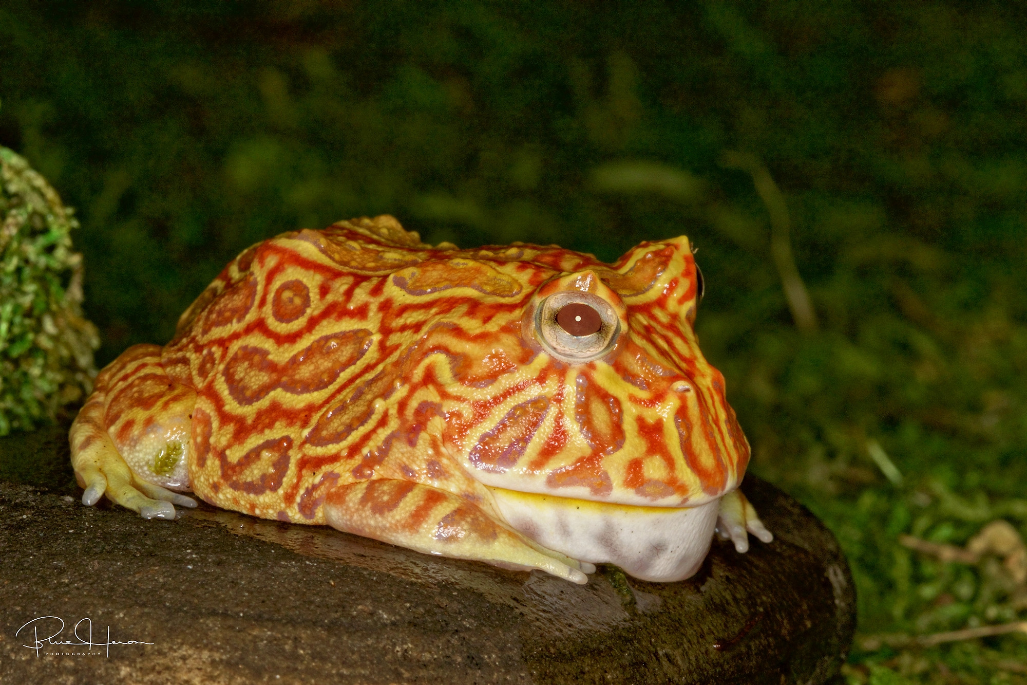 Go ahead and kiss me,,,I will turn into a handsome prince...trust me said the Strawberry toad..