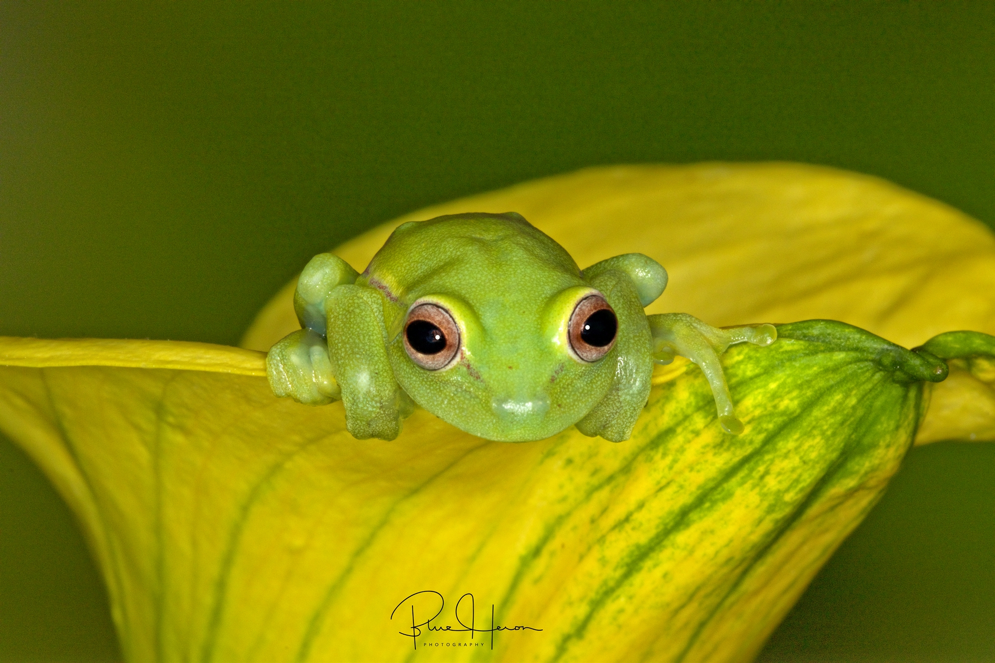 It;s Monday, get to work,,,I don't have to cause I'm a Frog!