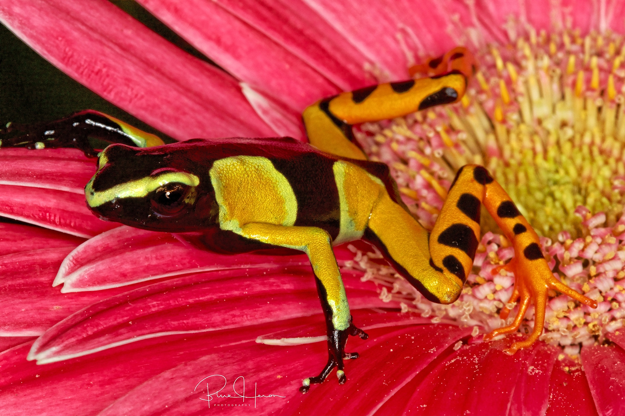 Just hanging around the flowers today...yellow dart frog