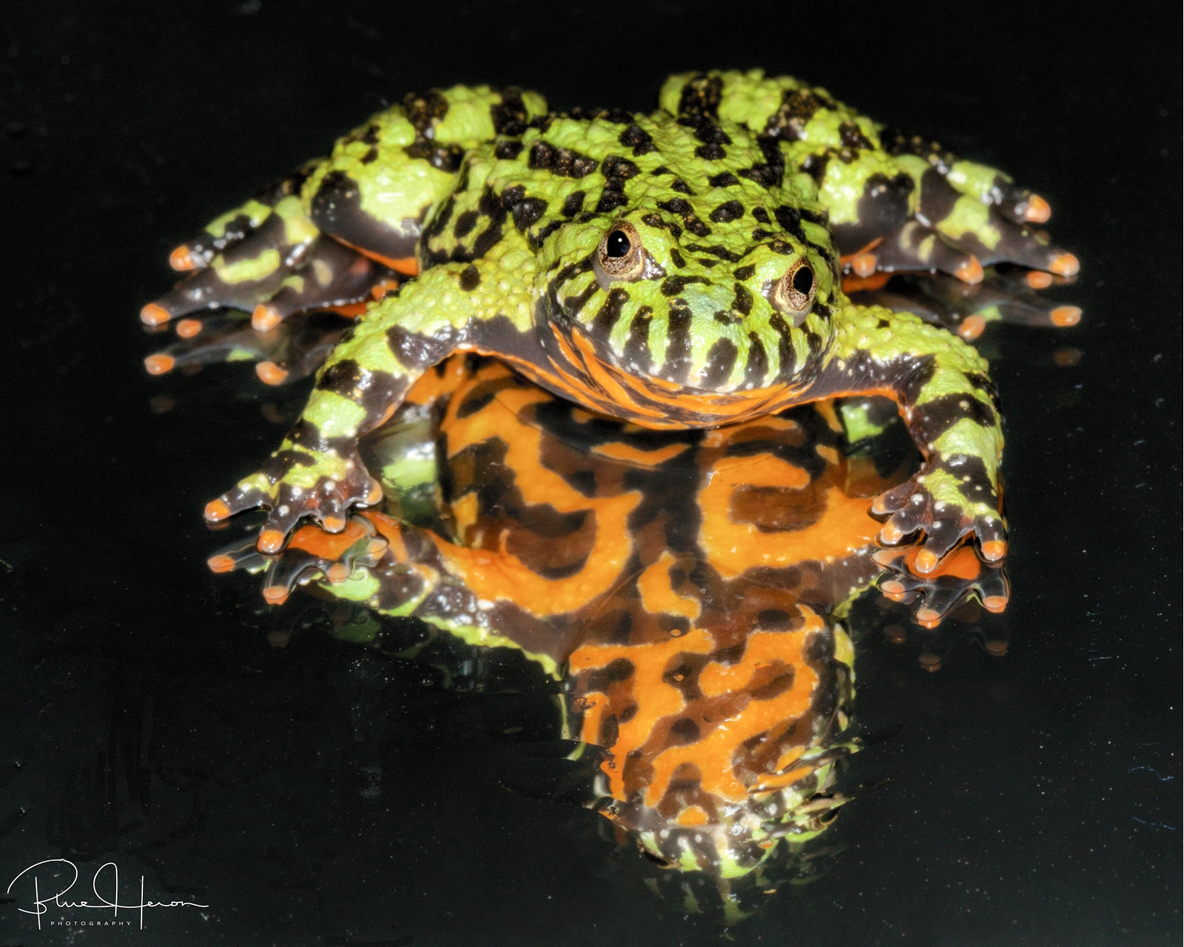 My belly is on fire said the fire bellied frog