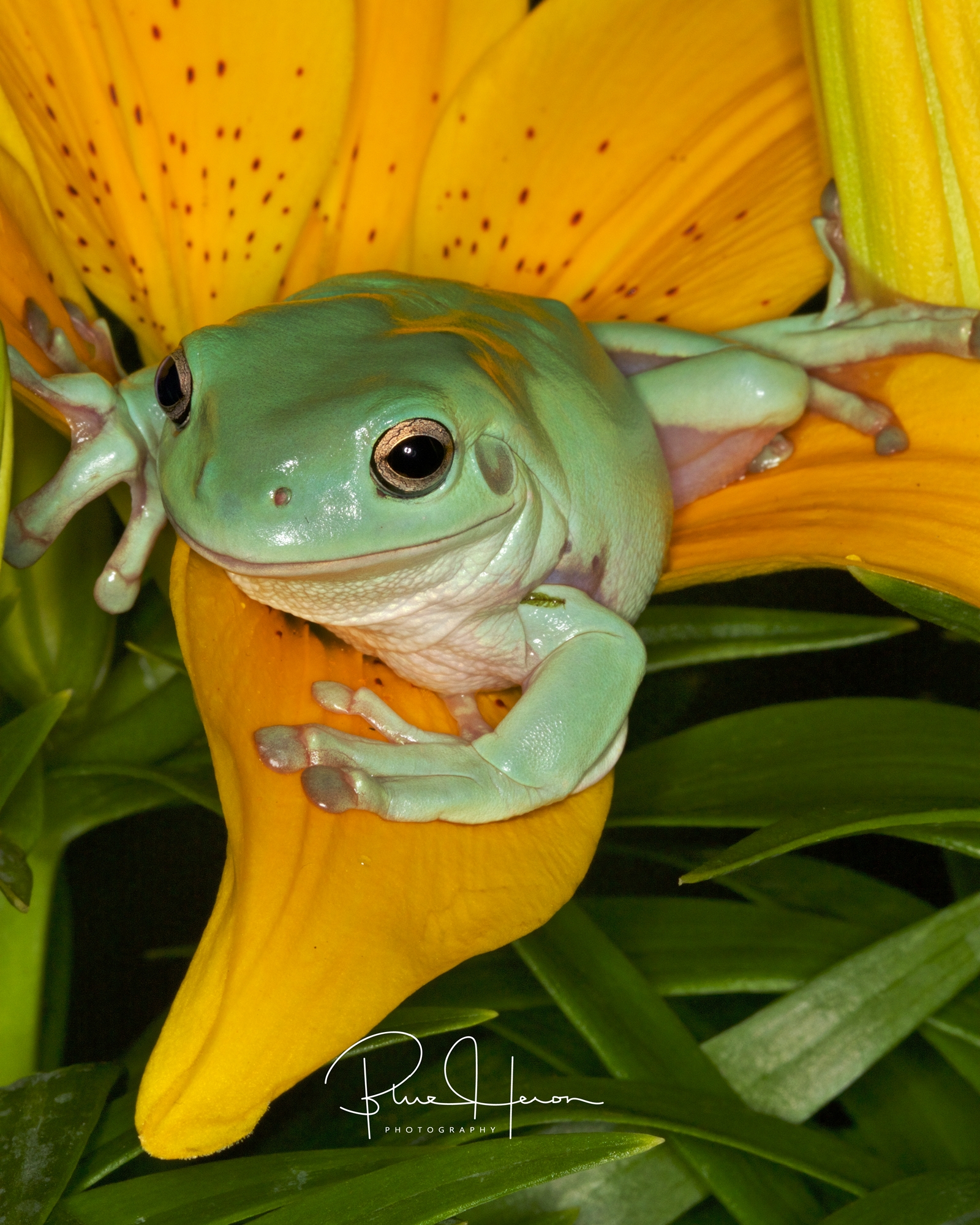 I'm too sexy for my shirt said the frog