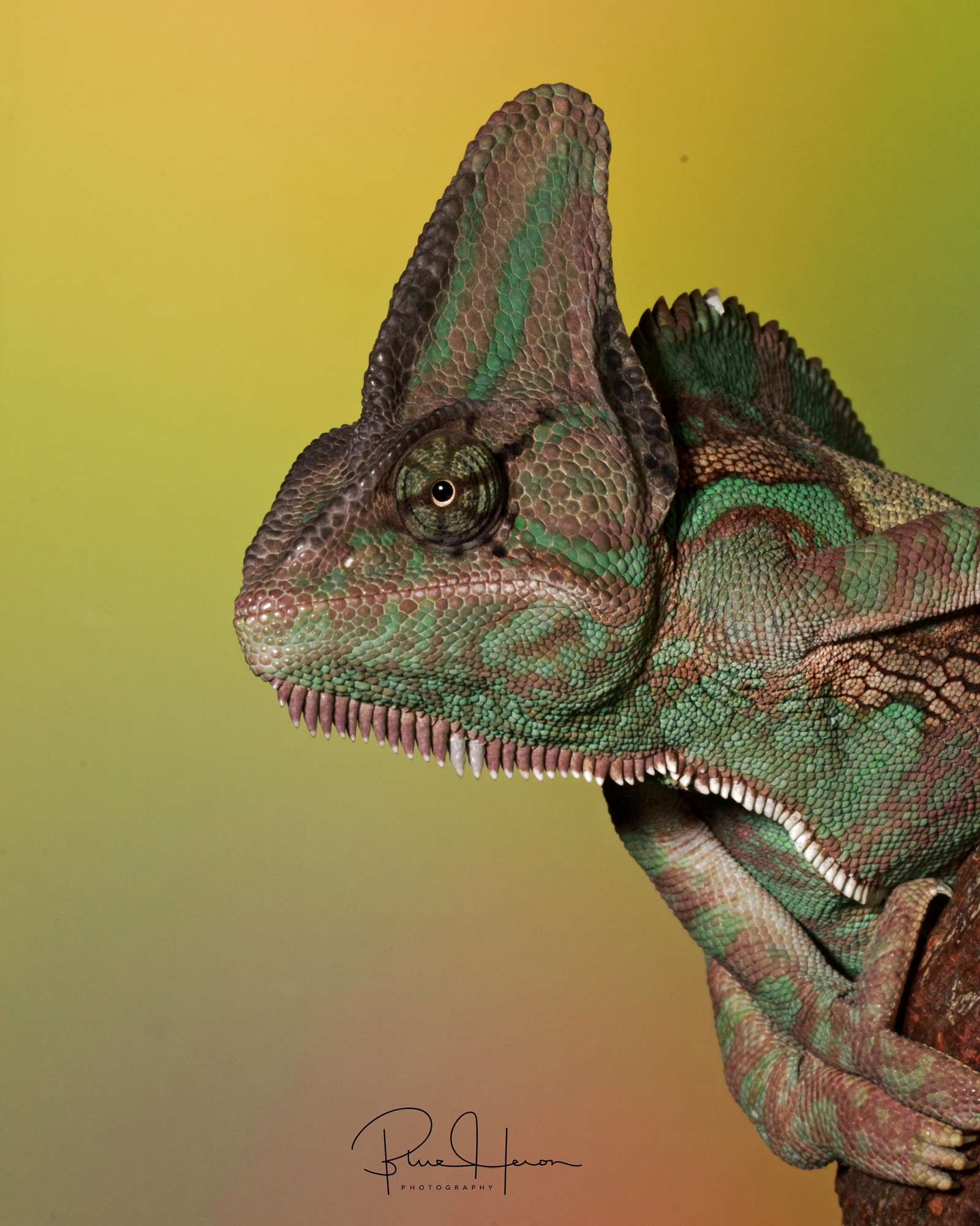 Who says I need a chin tuck? I like it this way..Hooded Chameleon