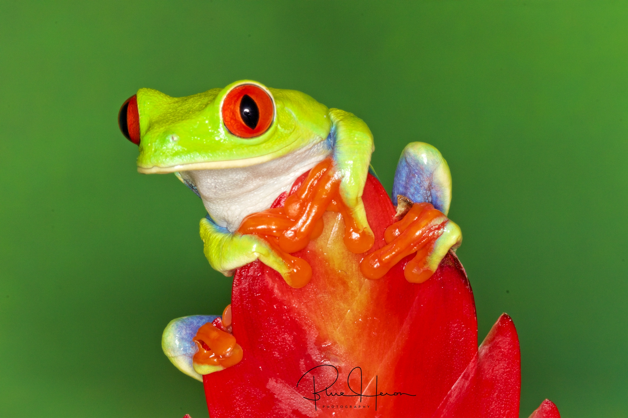 Go ahead and kiss a frog today...