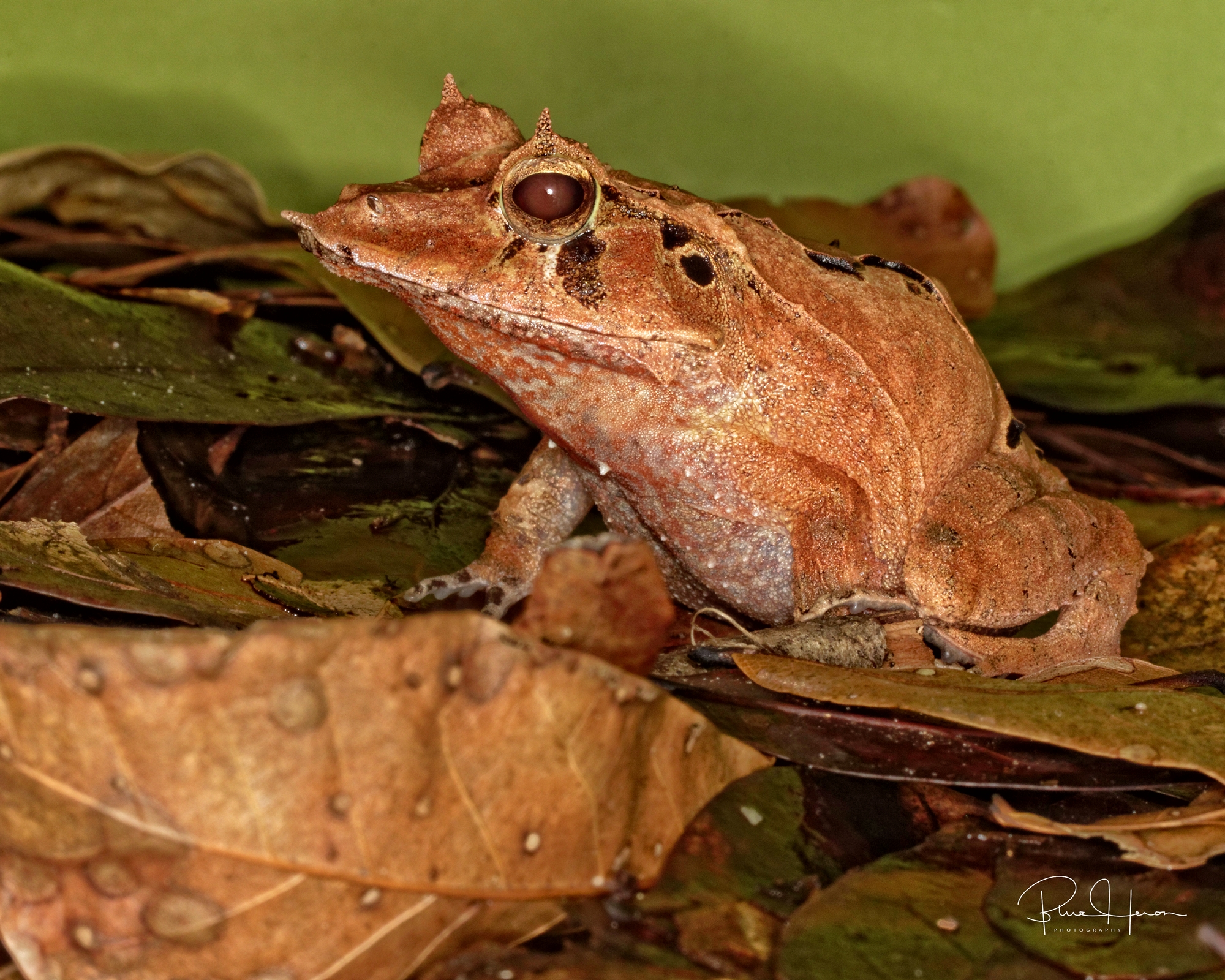 Leaf Frog