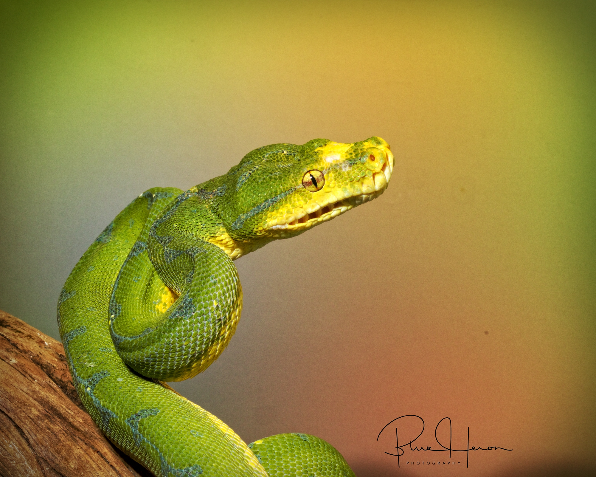 Green Python