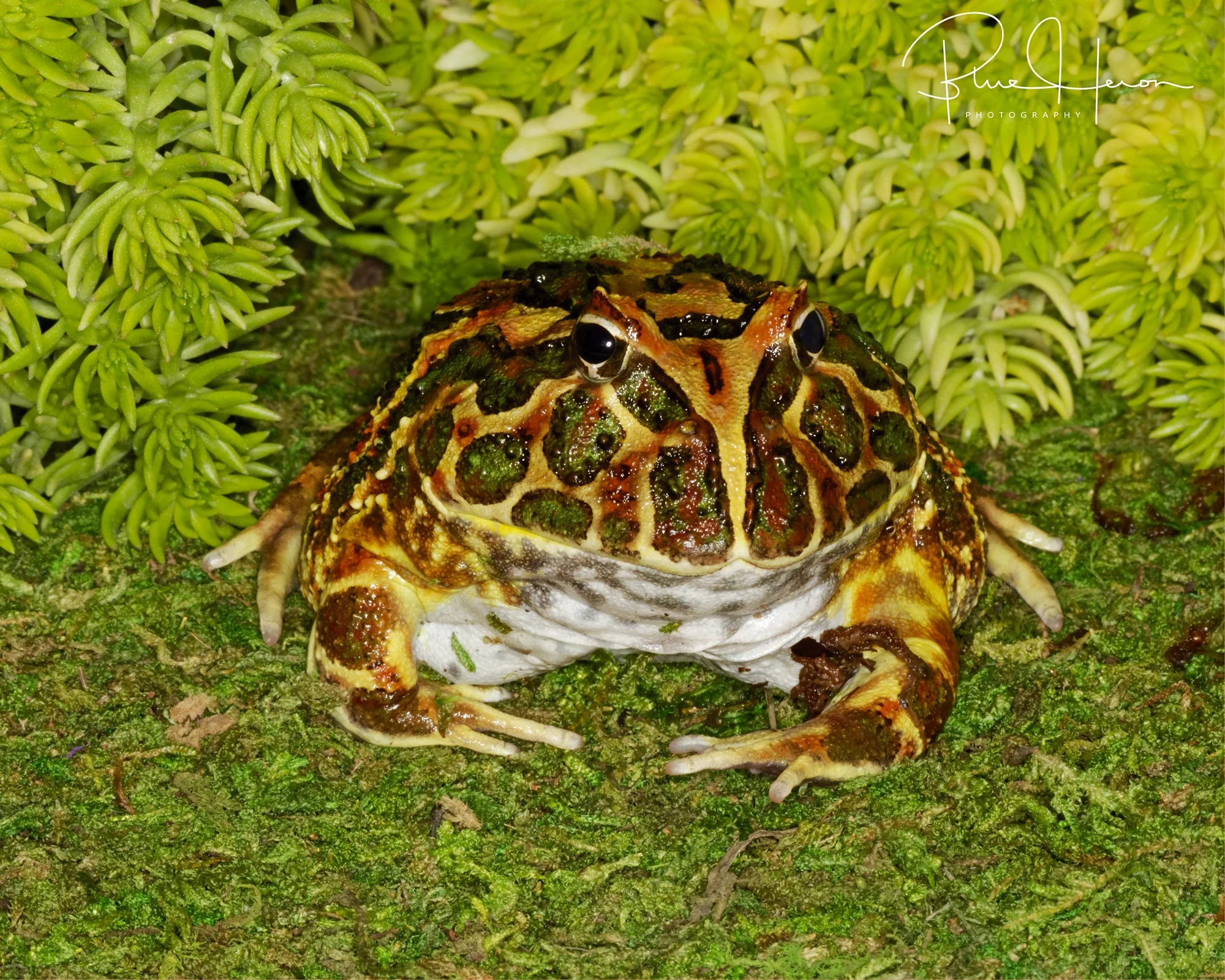 Pacman Toad..