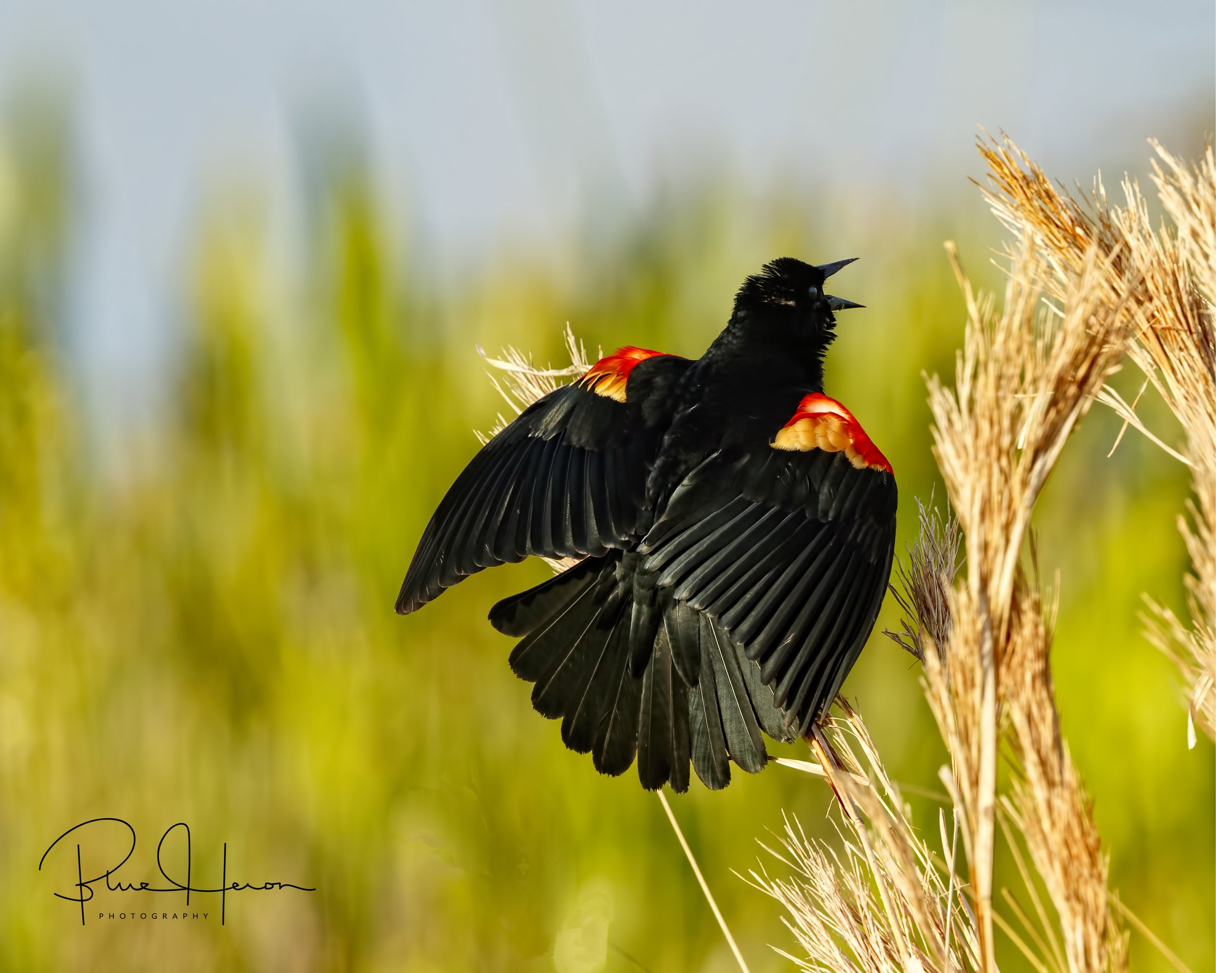 A Red-winged Blackbird sings in the marsh....