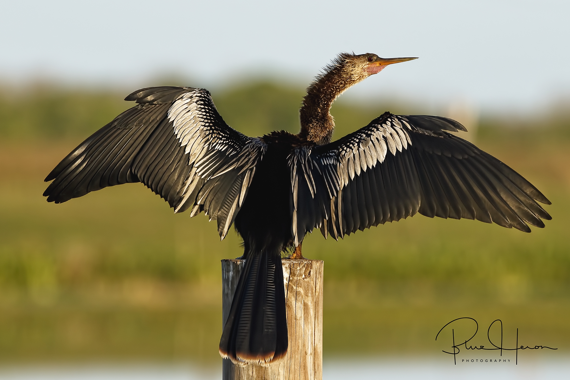 Female Anhinga (has brown head feathers) drying its wings..