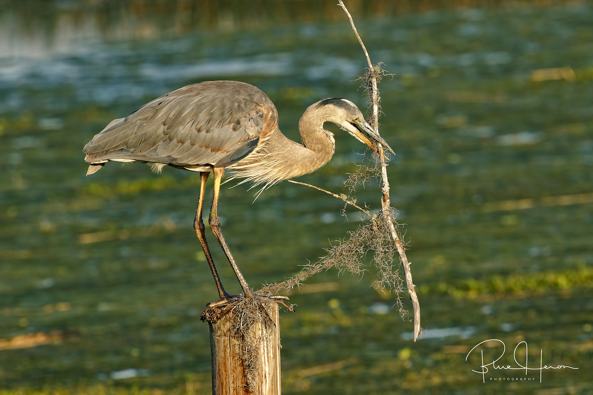 Come on you stupid stick...what is your problem?