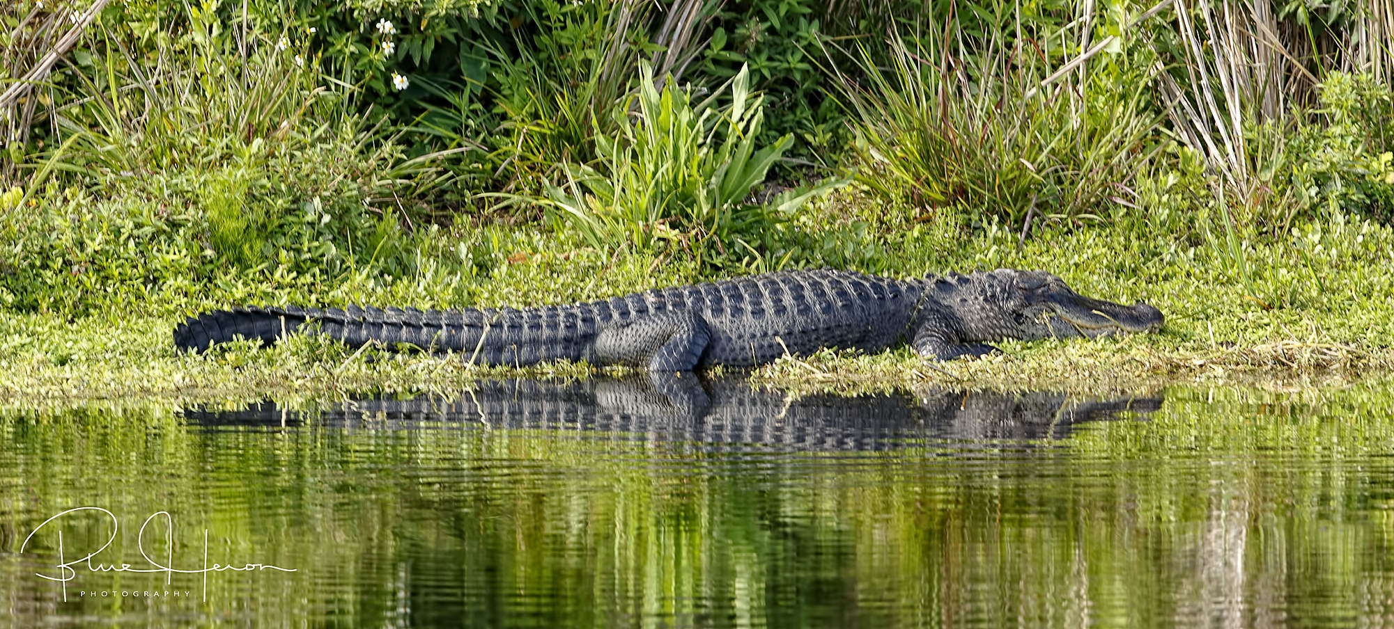 Guess who else was hanging out with those lazy "Gators"?