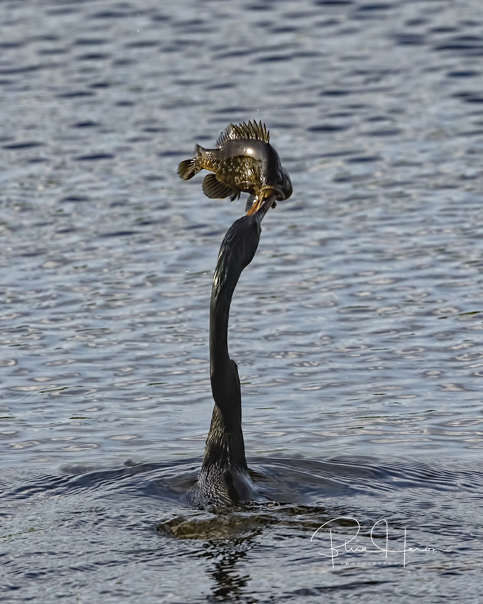 Help! There is an ANHINGA stuck in my mouth! The poor black crappie was soon swallowed whole
