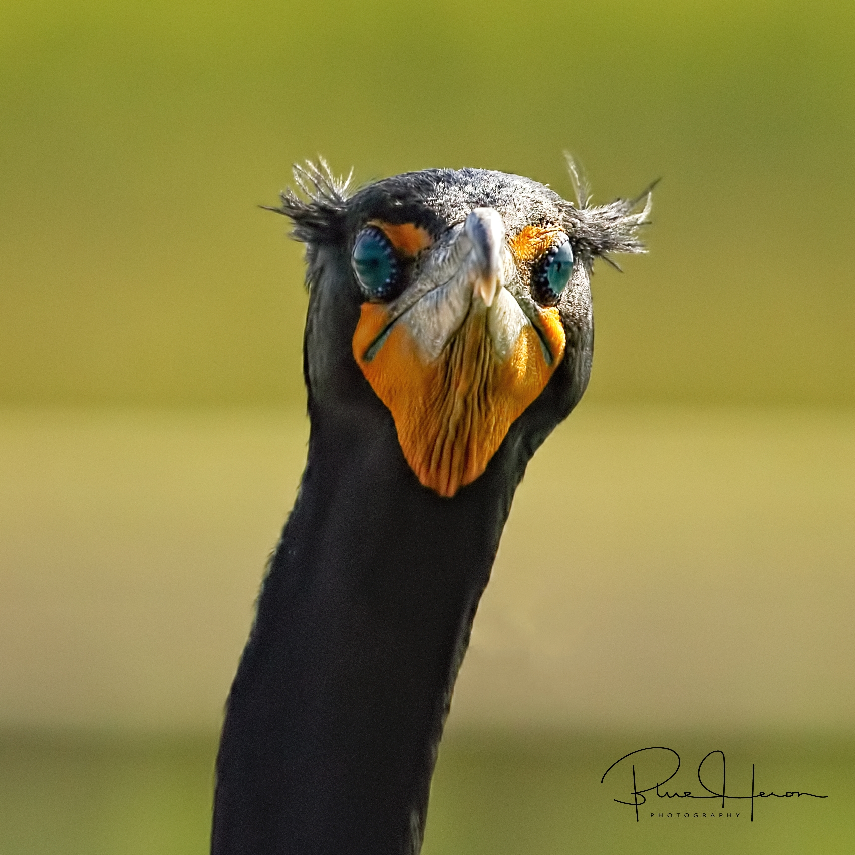 No, it is not true that this is a Double Crested Cormorant. It is me, Jack Nicholson! But "YOU CAN't HANDLE THE TRUTH"!