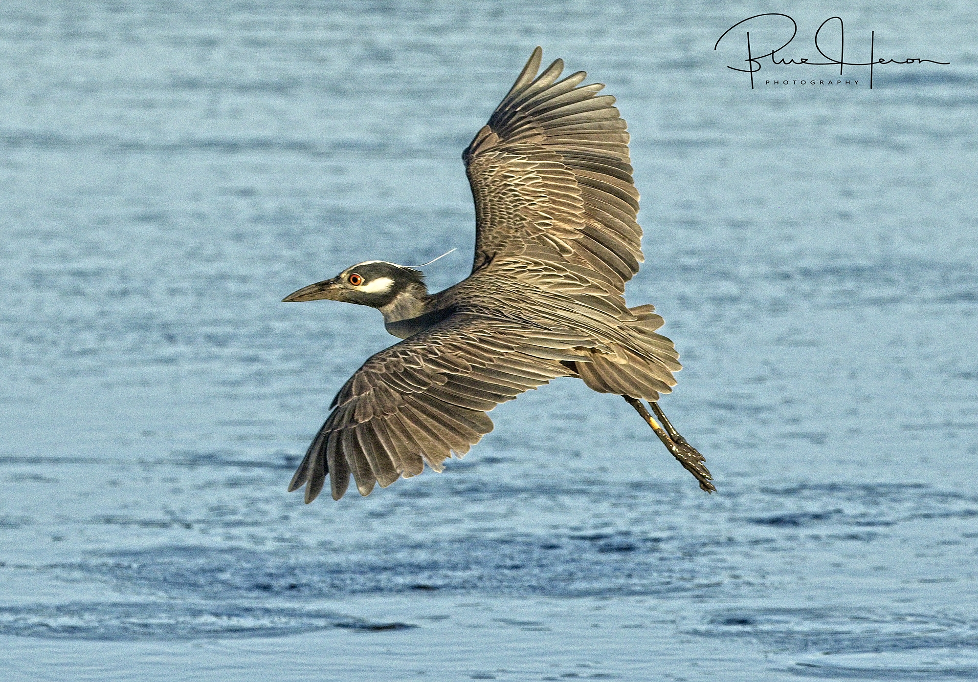 George, the Yellow-crowned Night Heron flying by enroute to a crab fest.