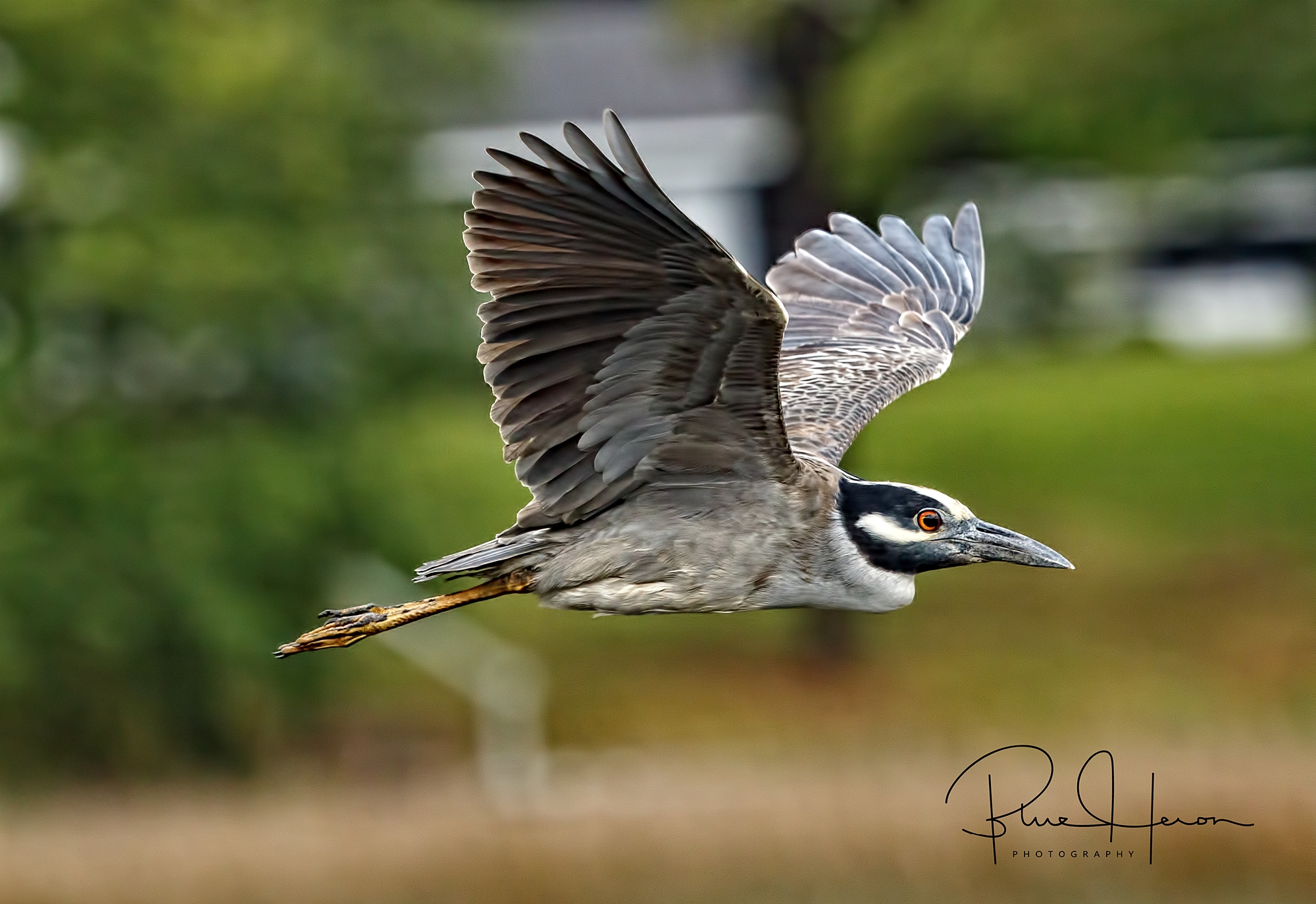 Yellow-crowned Night Herons have a distinctive white stripe below the eye..and all black beak.