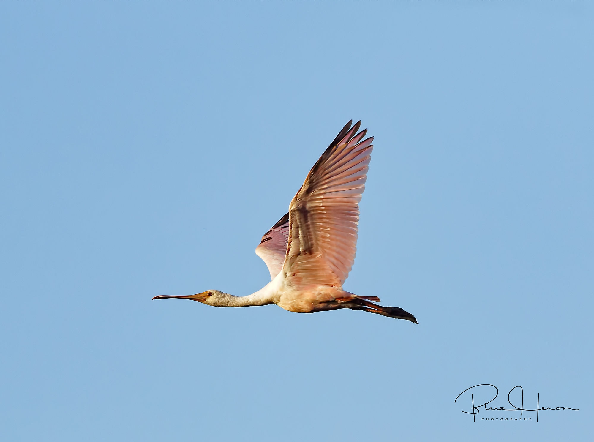 First sighting of Roseate Spoonbills on the Broward, summer is not far behind.