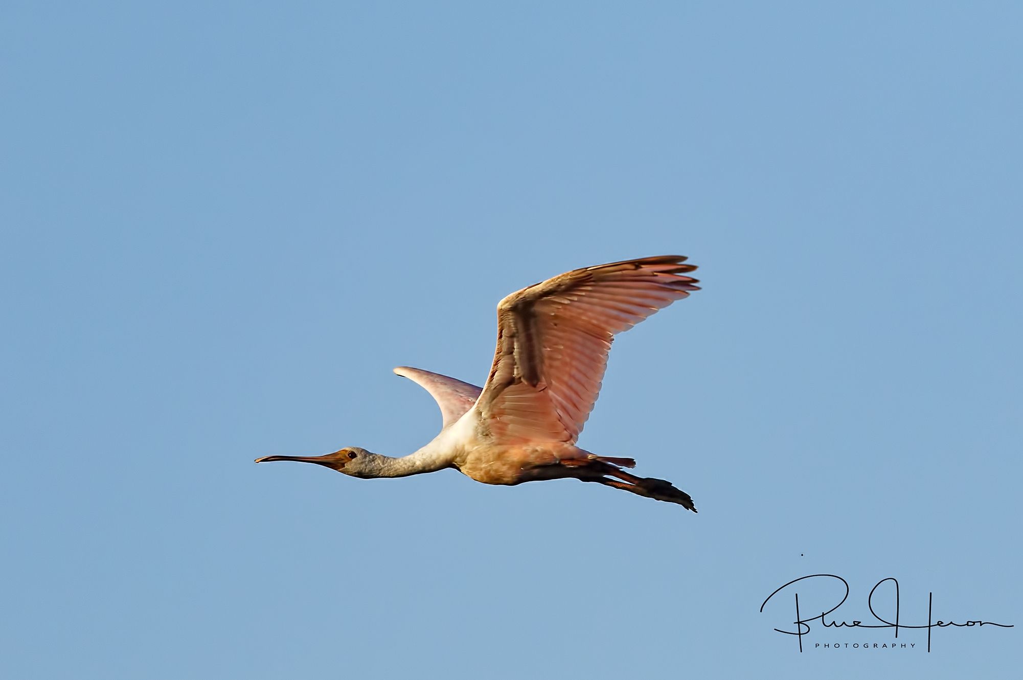Young Roseate Spoonbill evident by the fact it still has white head feathers