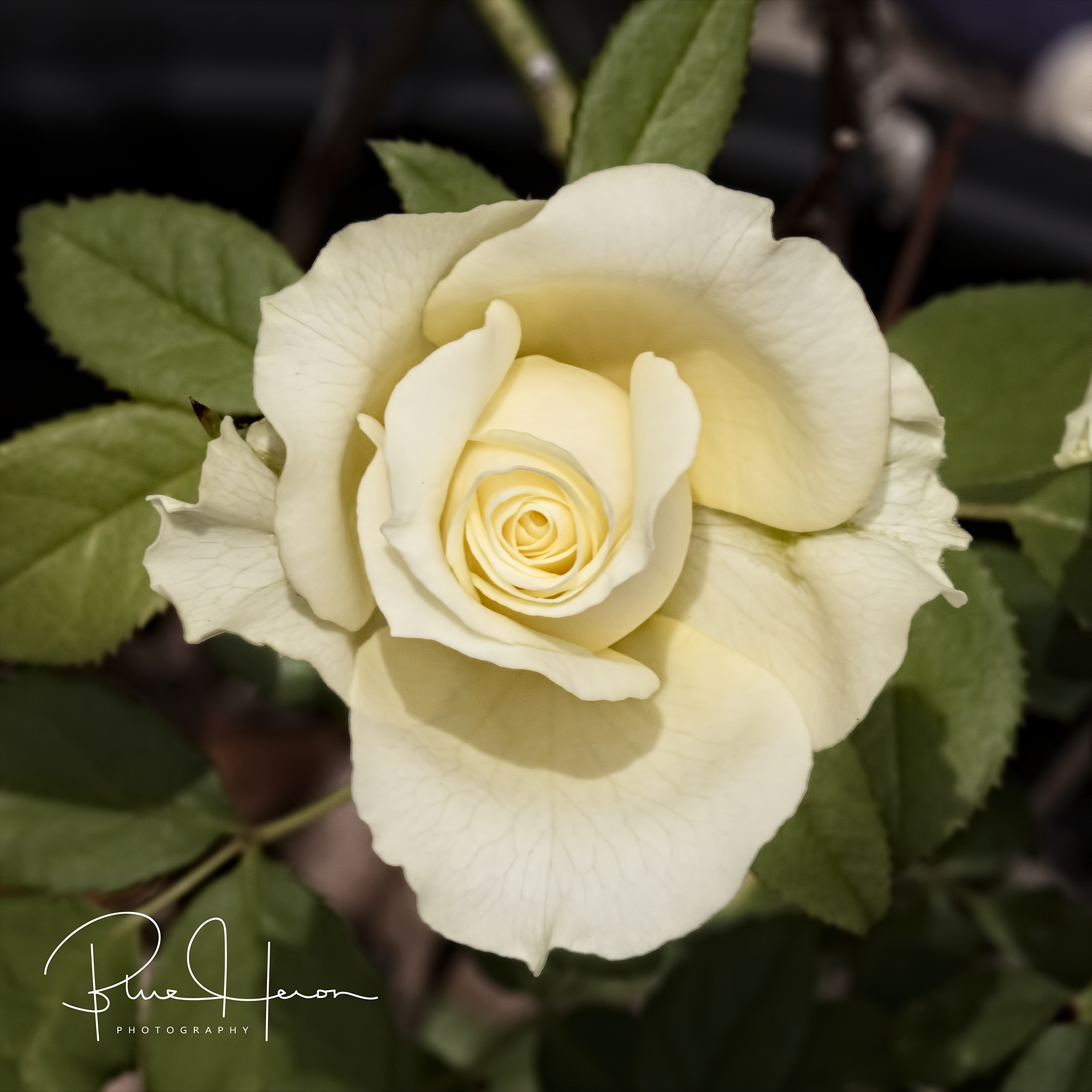 Good thing it rained recently or this rose would not look so nice